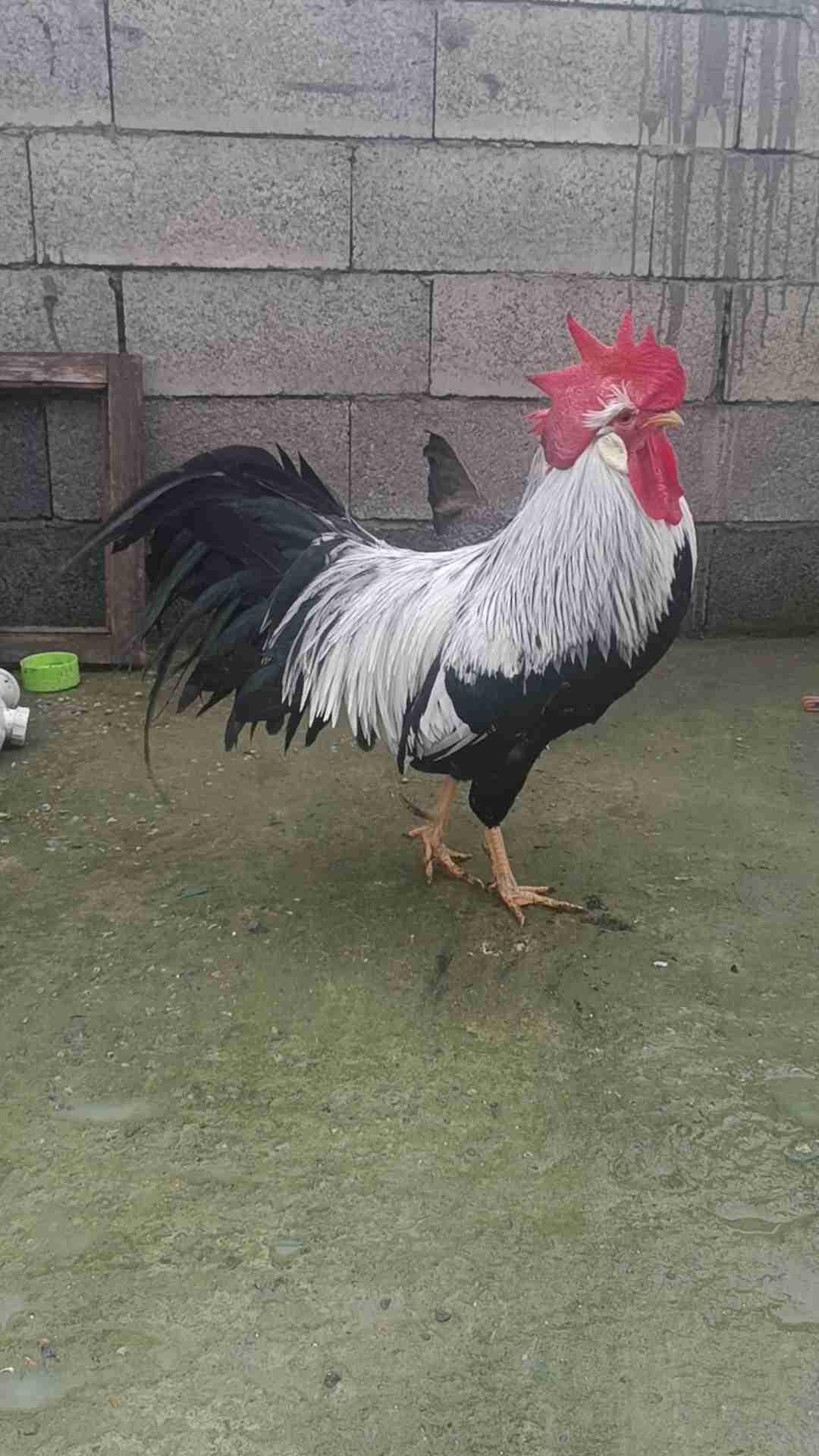 متوفر بيض مخصب لسلالات ليغورن مدينة سلا