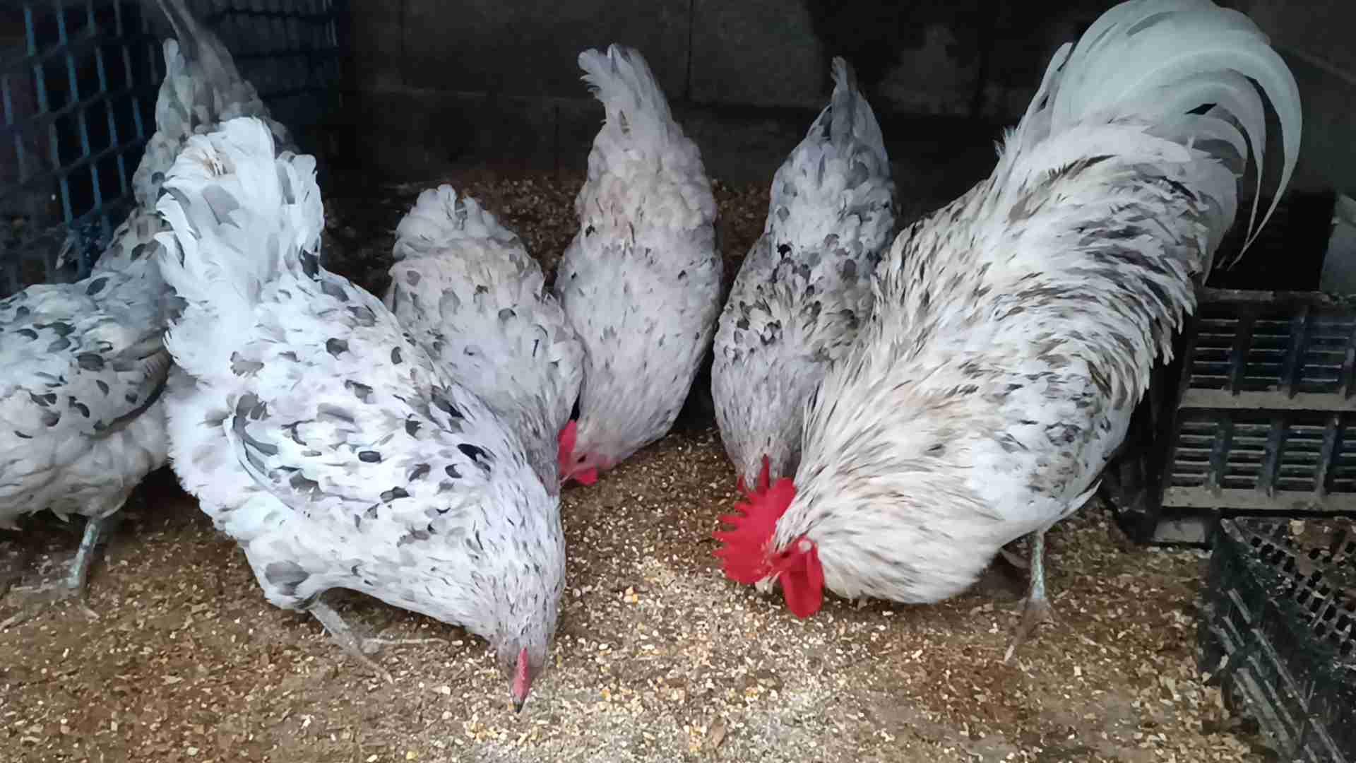 متوفر بيض أوسترالوب سبلاش جوده عاليه مدينة سلا