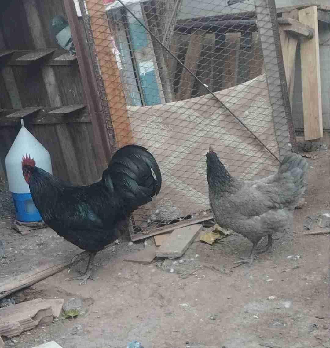 استرالورب
