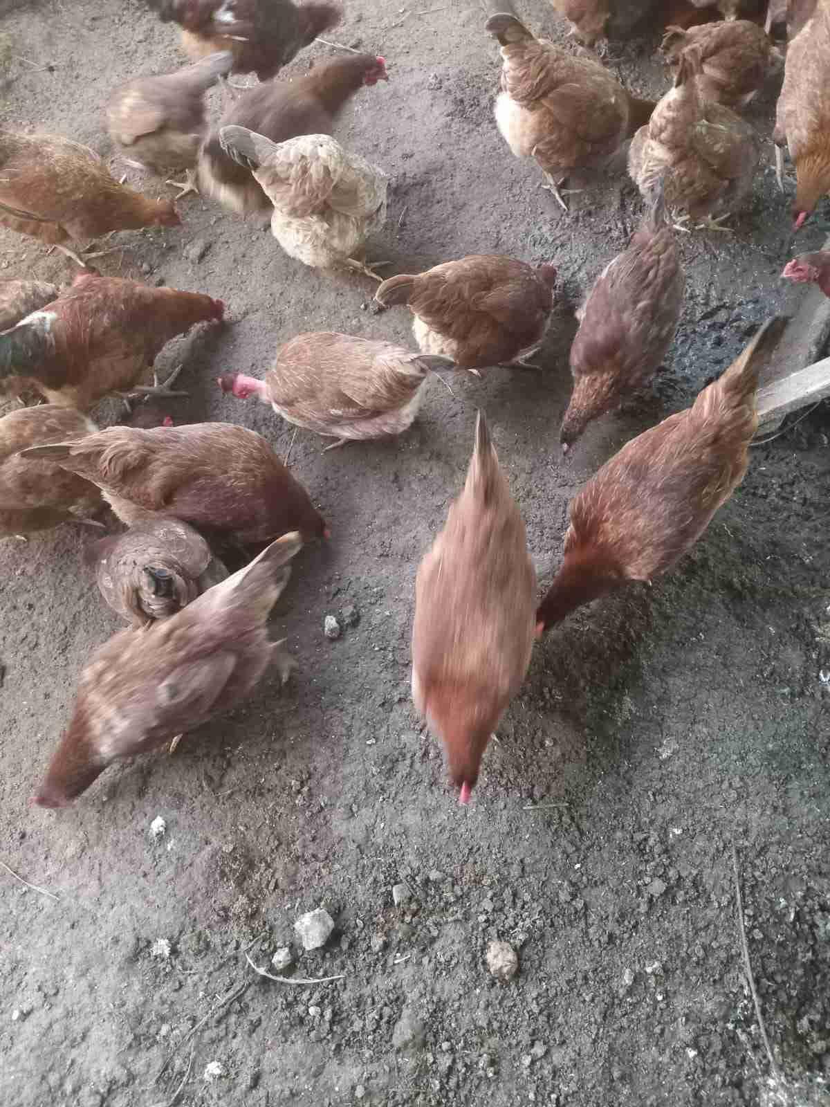 السلام عليكم ورحمه الله لي خاصاه شي حاجة في العتوكة البلدية مرحبا كتبيض