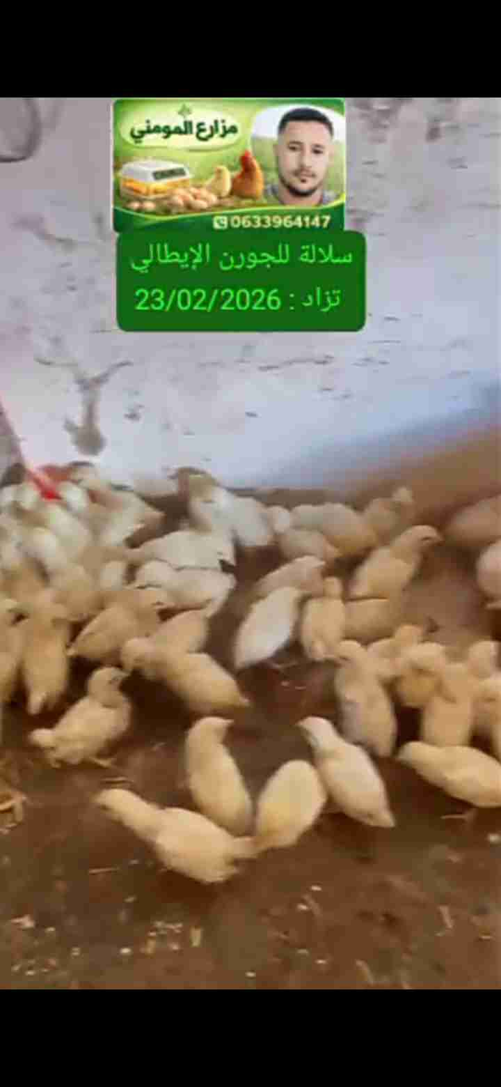 دجاج للجورن