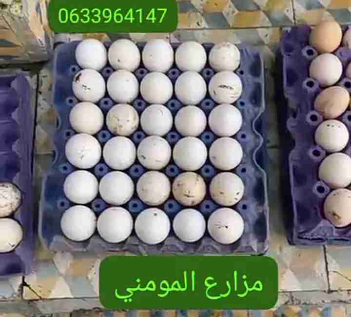 خليط السلالات