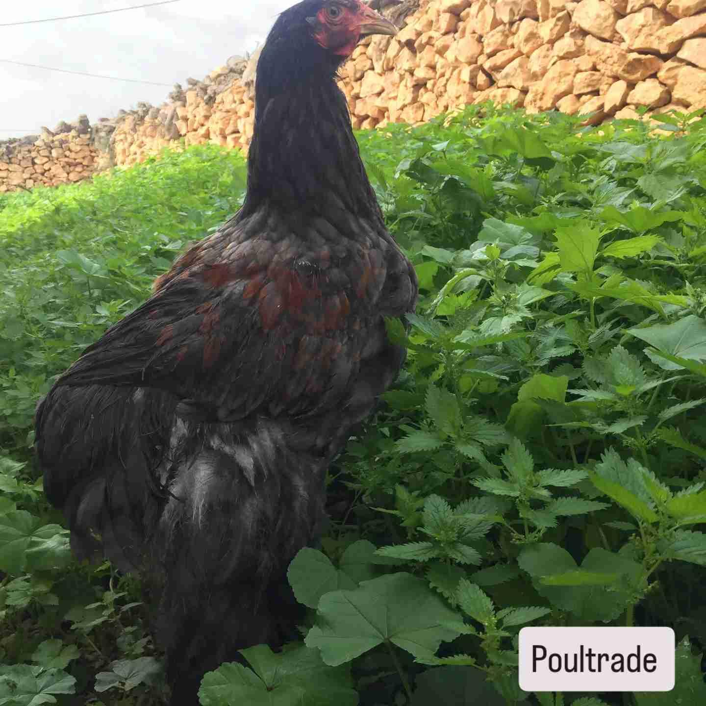 #poultrade