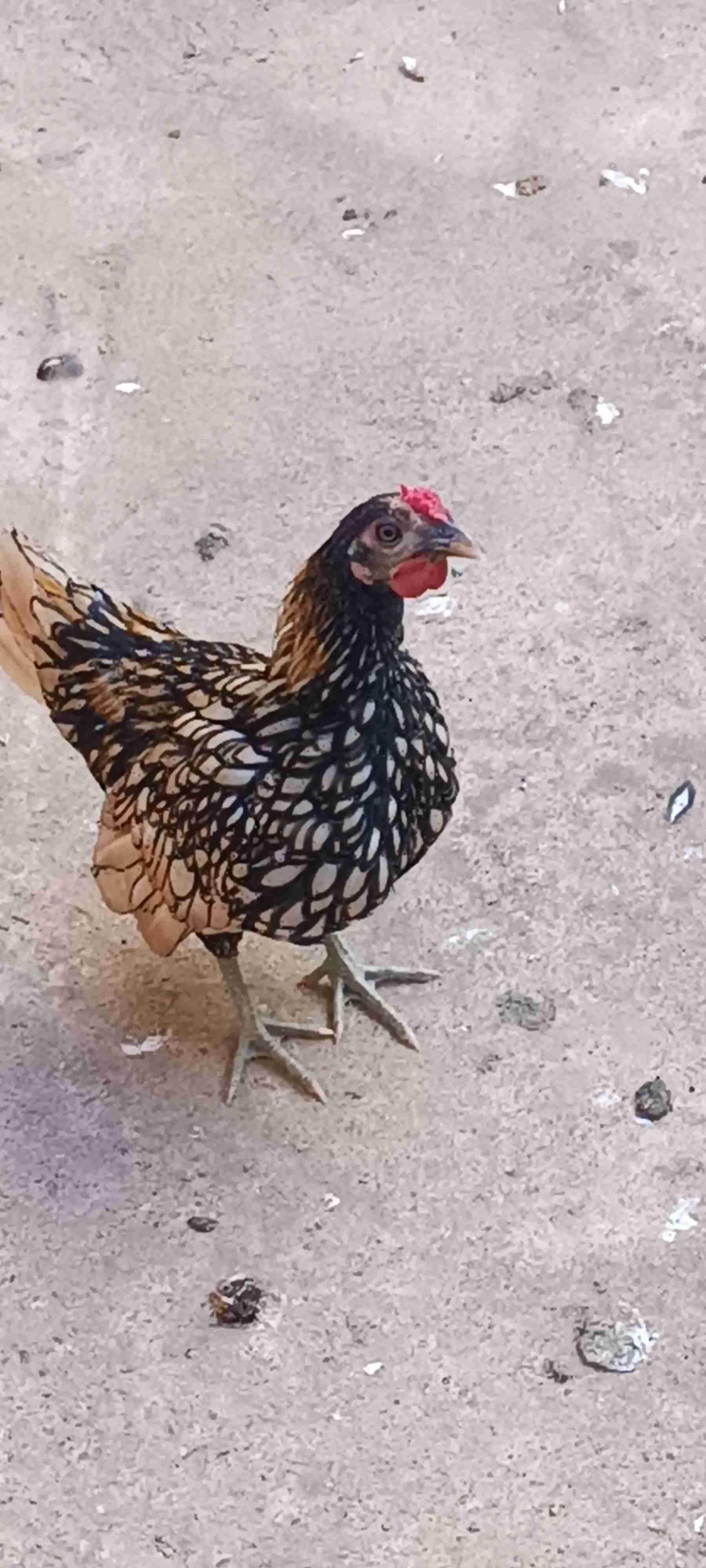 دجاج السبرايت