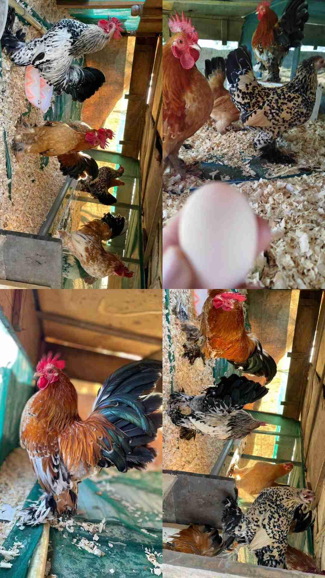 بيض مخصب لدجاج صابل بوت