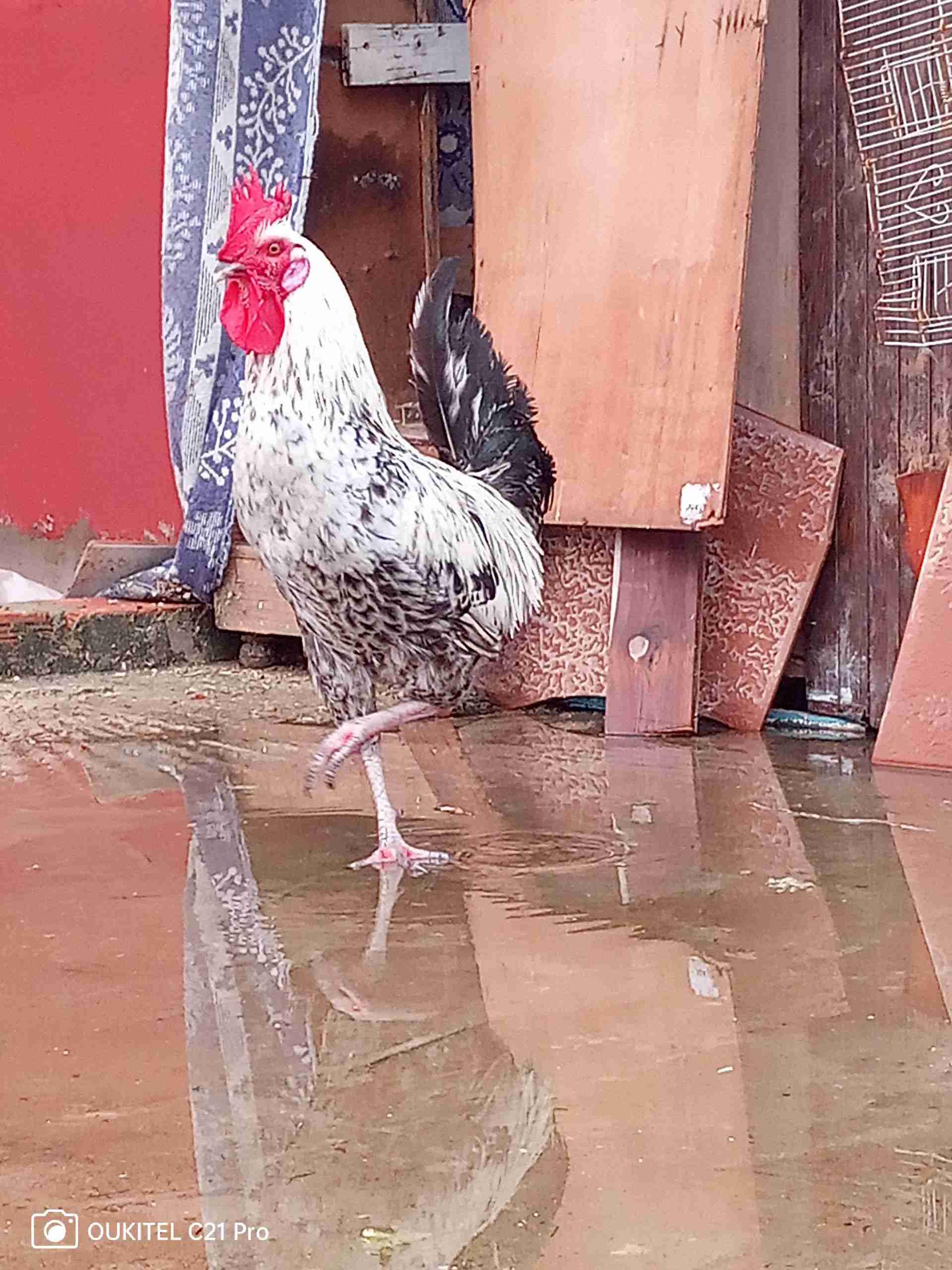 جميله ابنعتت