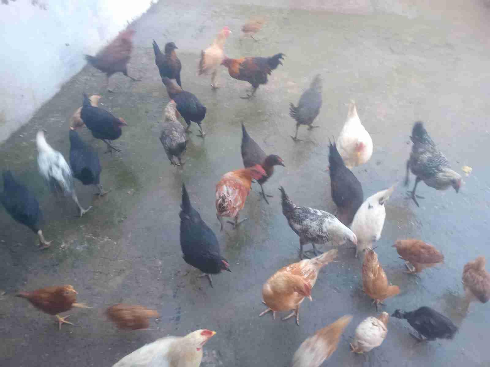 مرحبا 🫡