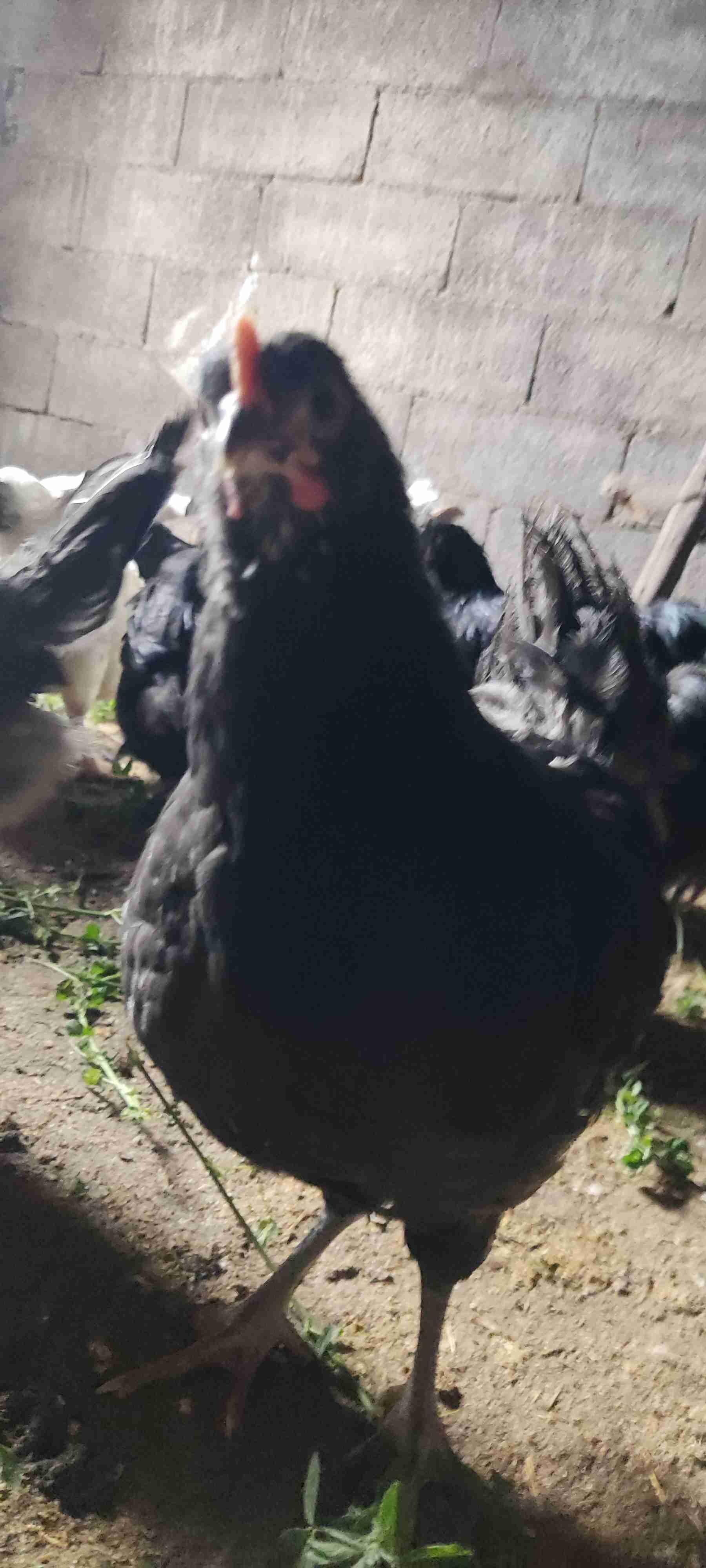 مكناس