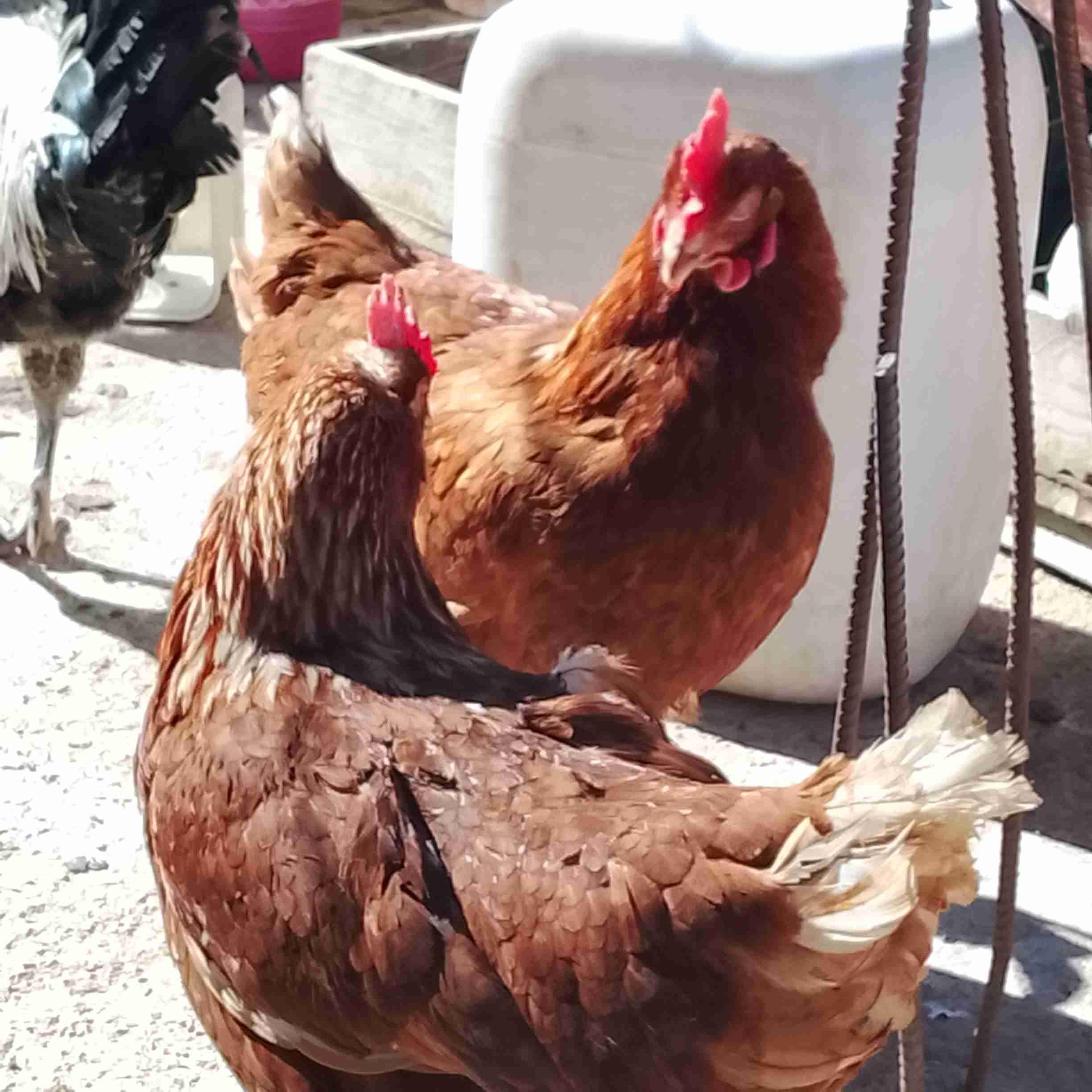 ميدلت