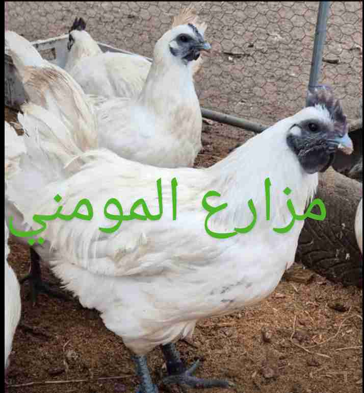 Gahrmong