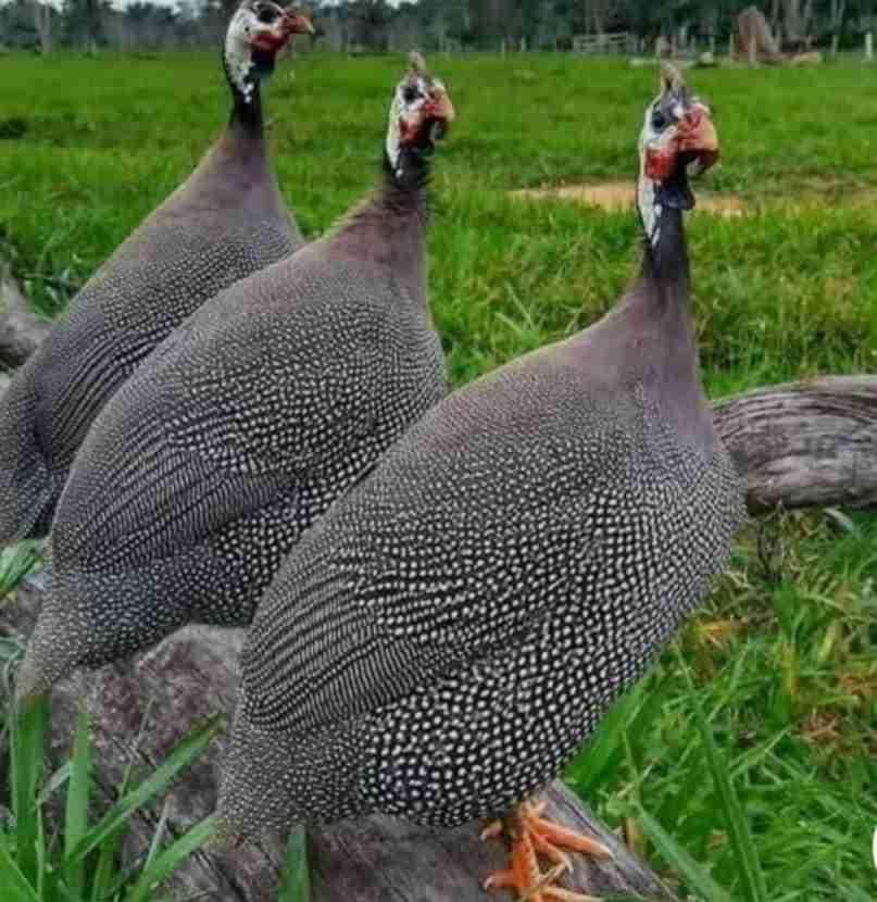 متوفر بيض حجل مخصب خصوبة عالية