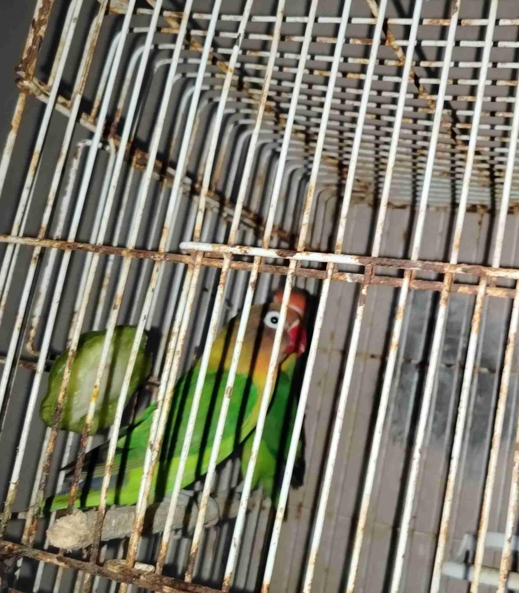 كازا  طمريس