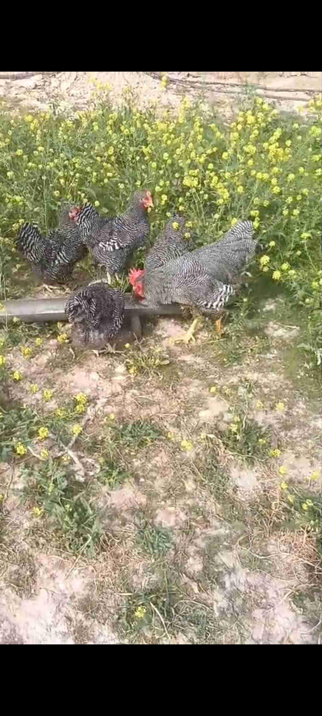 مدينة سطات بني مسكين