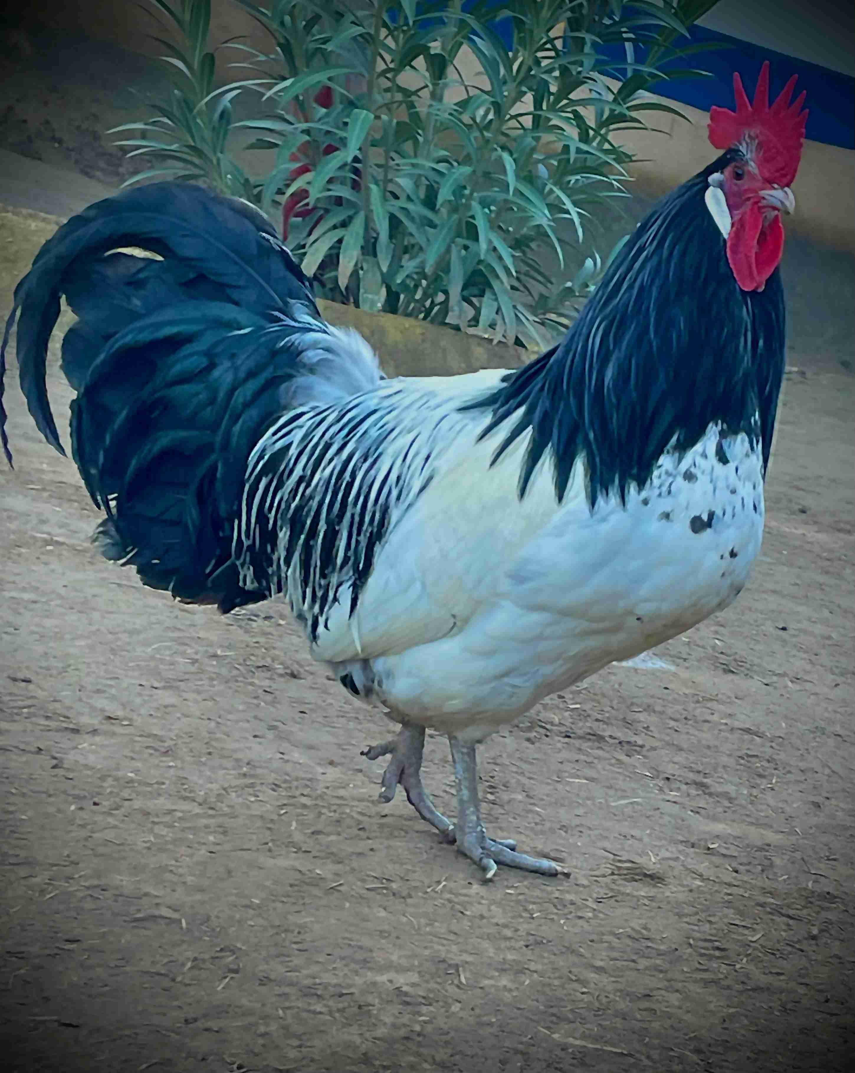 بيص دجاج الملكي مخصب