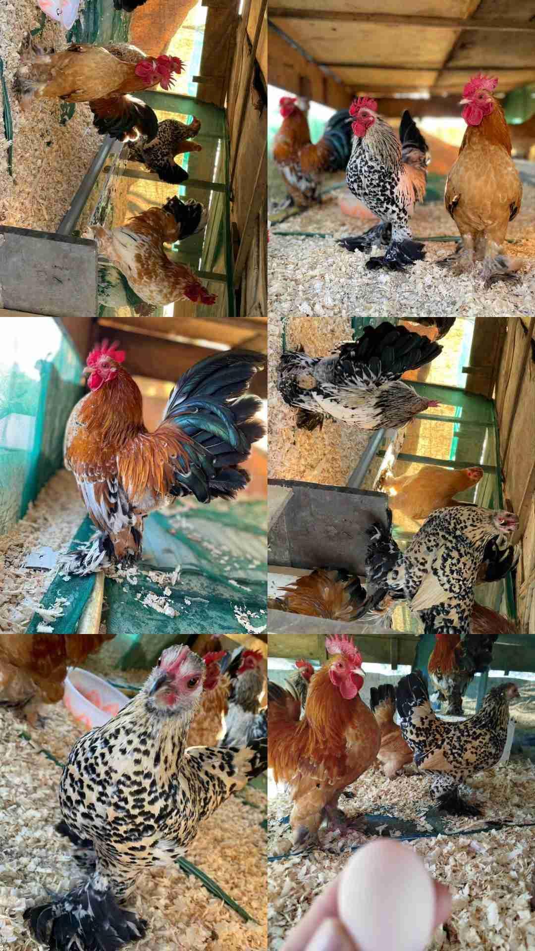 بيض دجاج صابل بوت مخصب