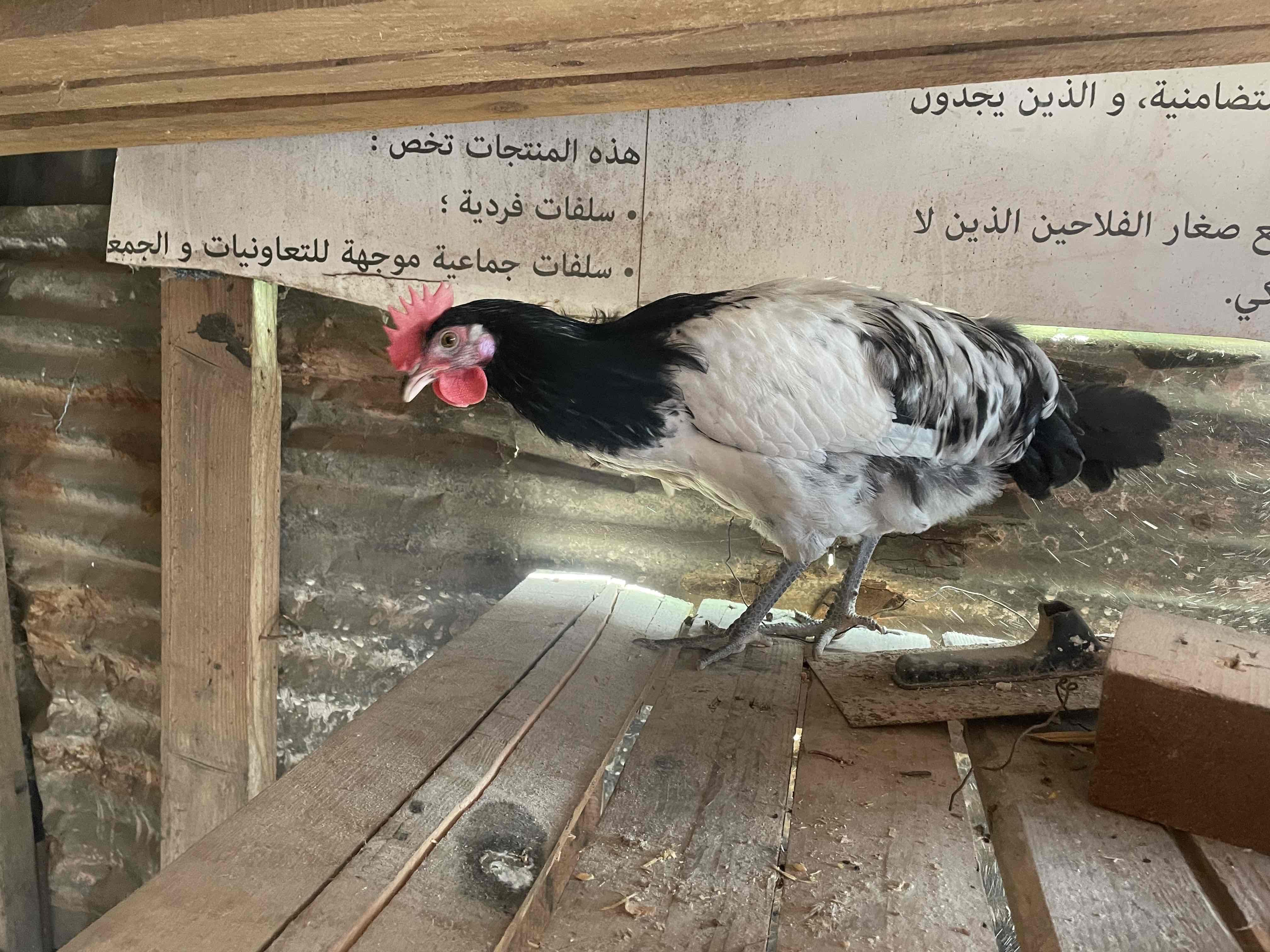 متواجد بمديونة مرحبا