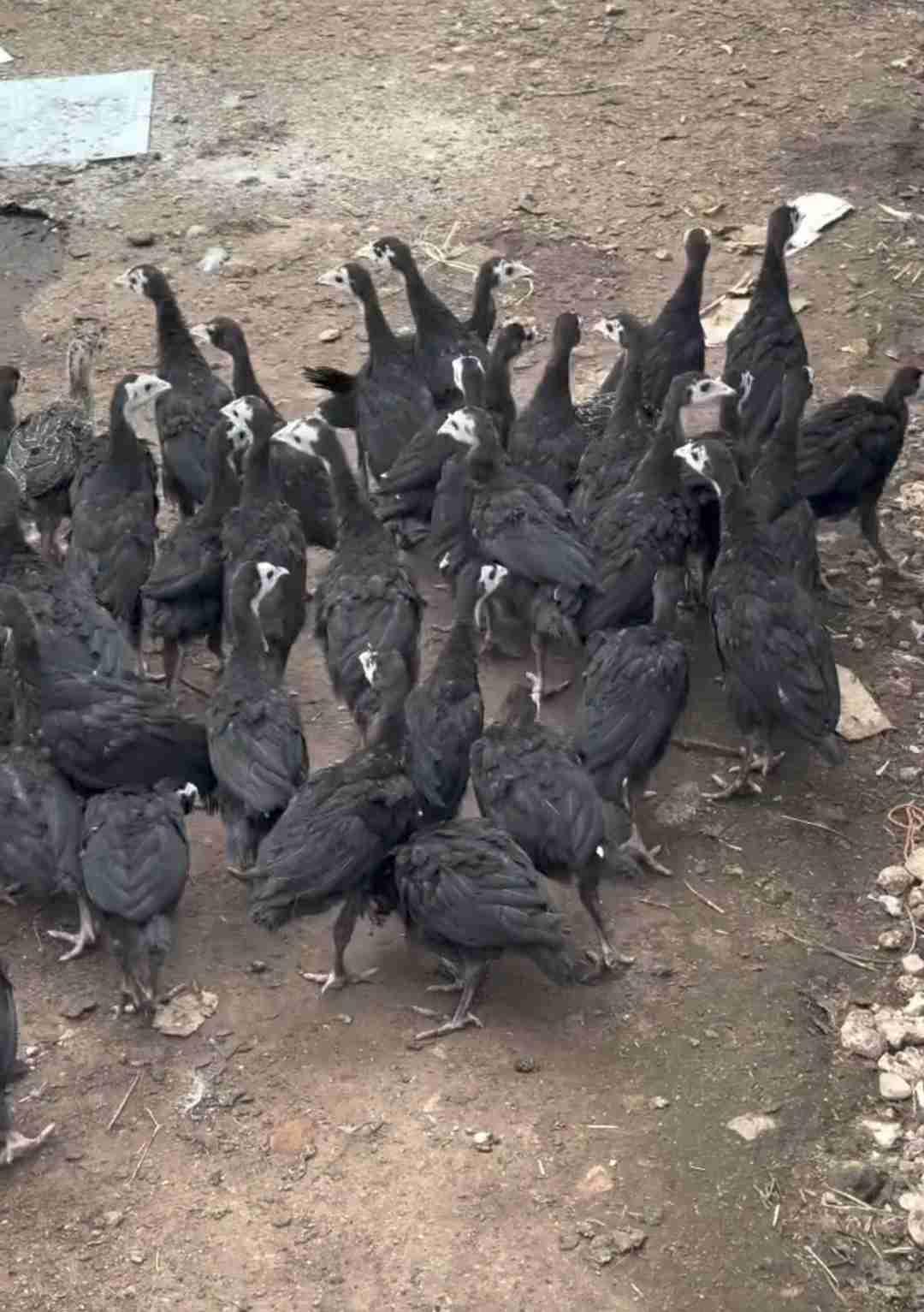 السلام عليكم متوفر كتاكيت بيبي شهرين وشهر واحد