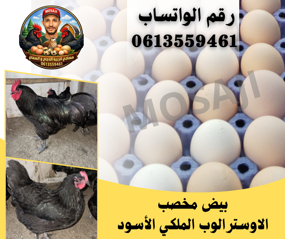 بيض مخصب
