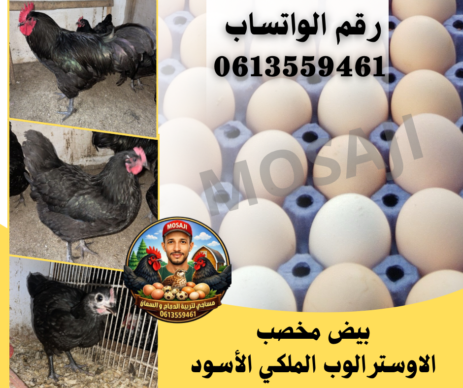 بيض مخصب للتفقيس