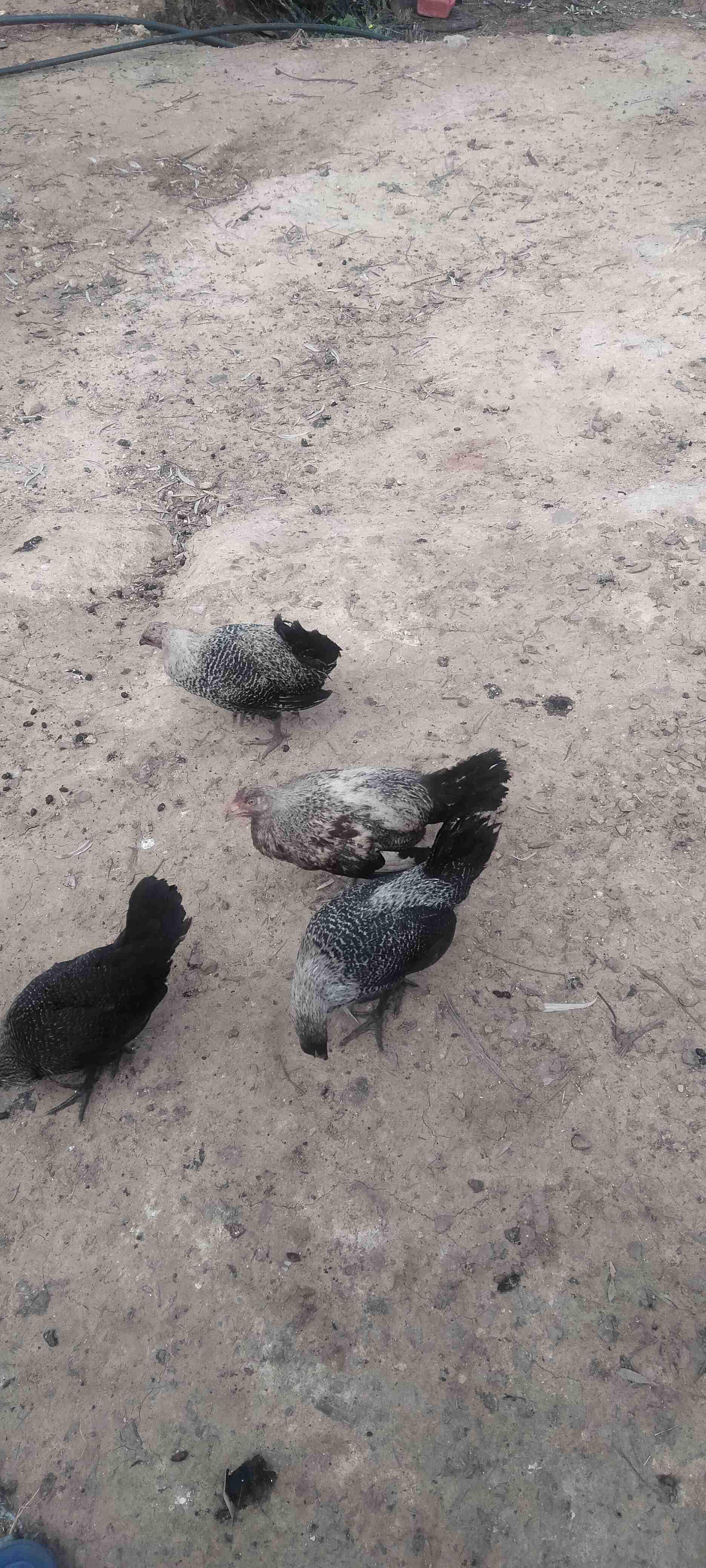 تاهلة تازة