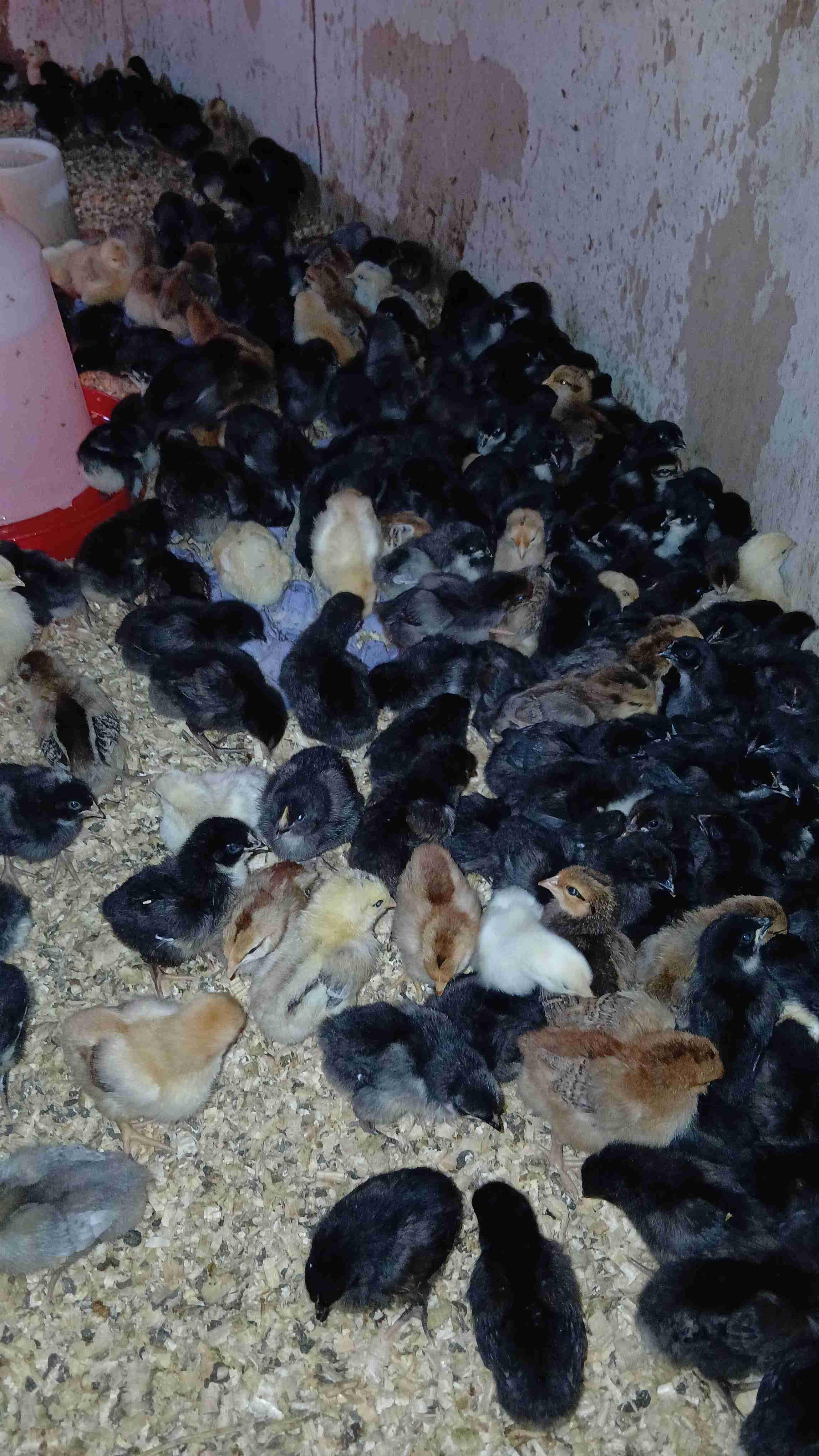سلام عليكم متوفر كتاكيت خليط سلالت 🐔 مدينة 🌆 تيفلت متوفر الإرسال لتواصل وتساب مرحبا 👋 0674045981