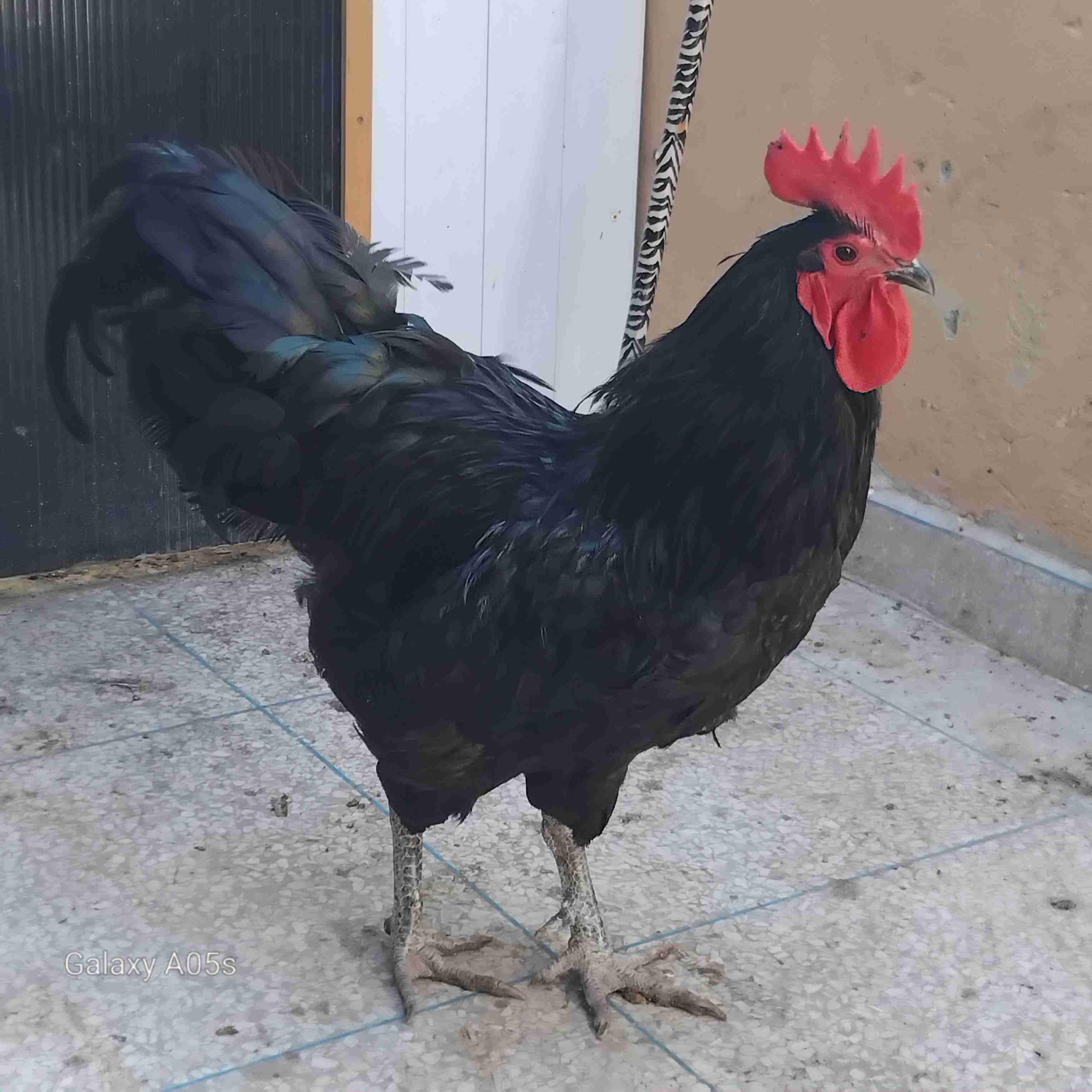 متوفر بيض الاسطرالوب الأسود