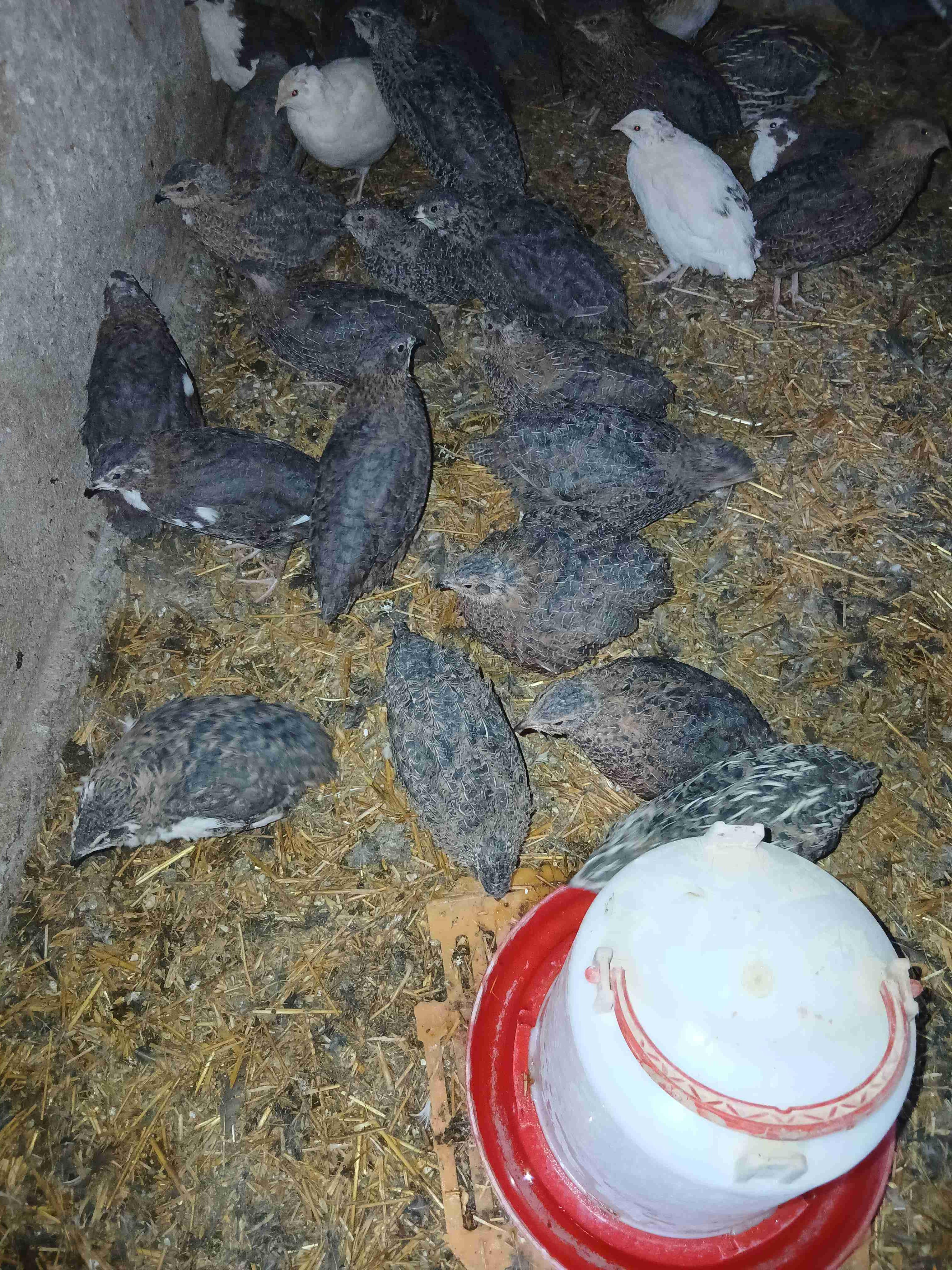 ذكور السمان 65 يوم