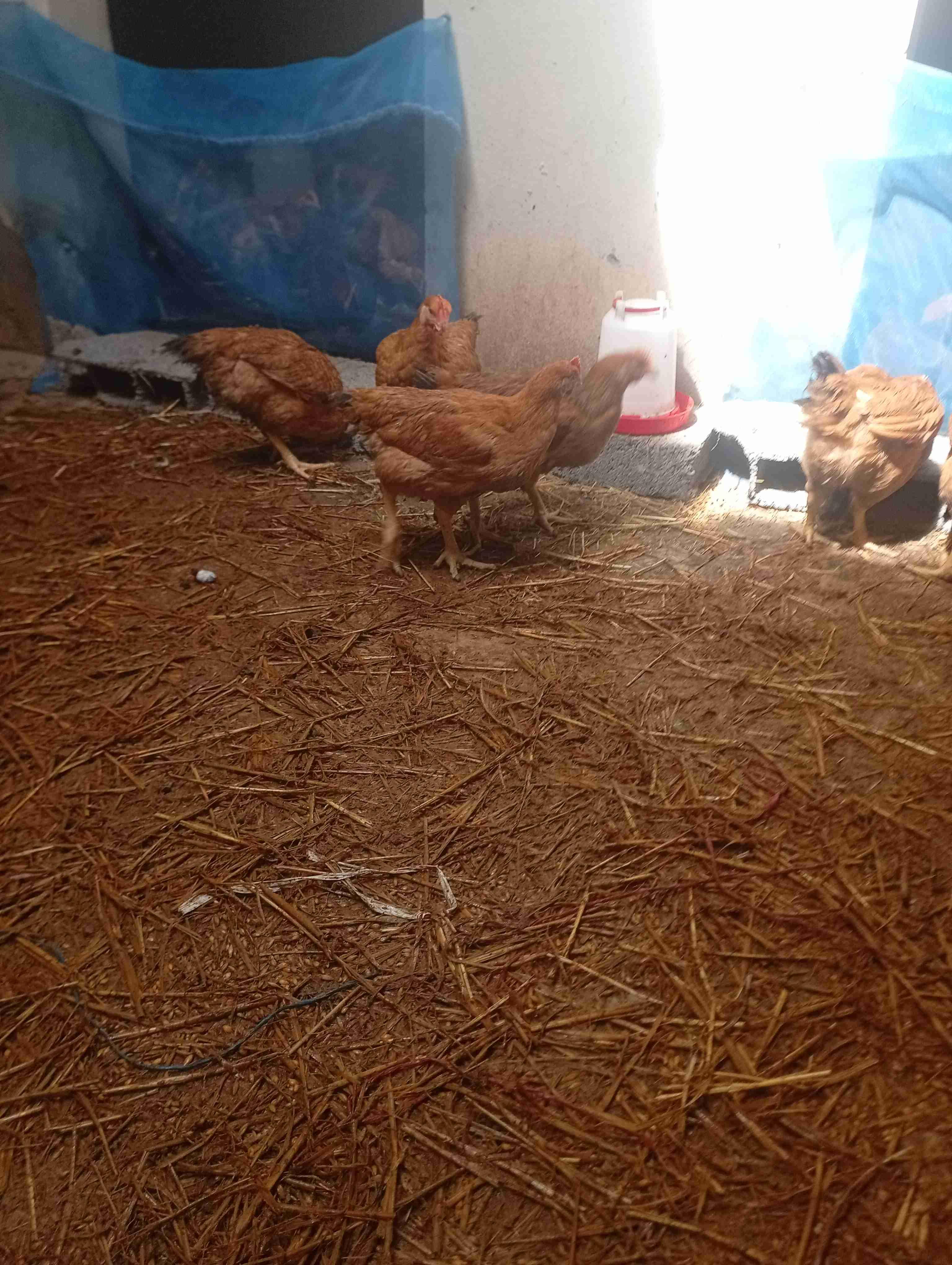 دجاجة كروازية
