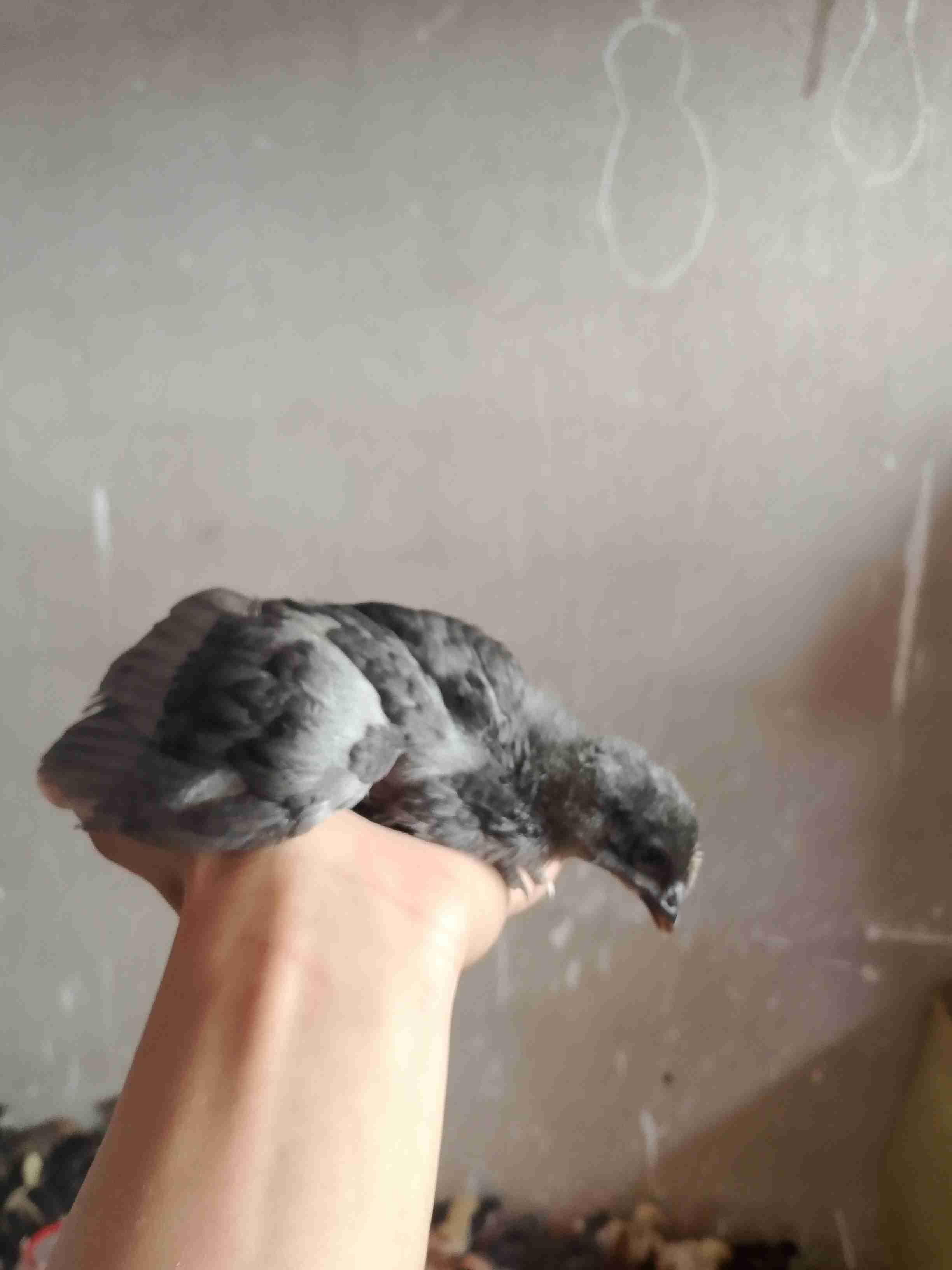 مراكش