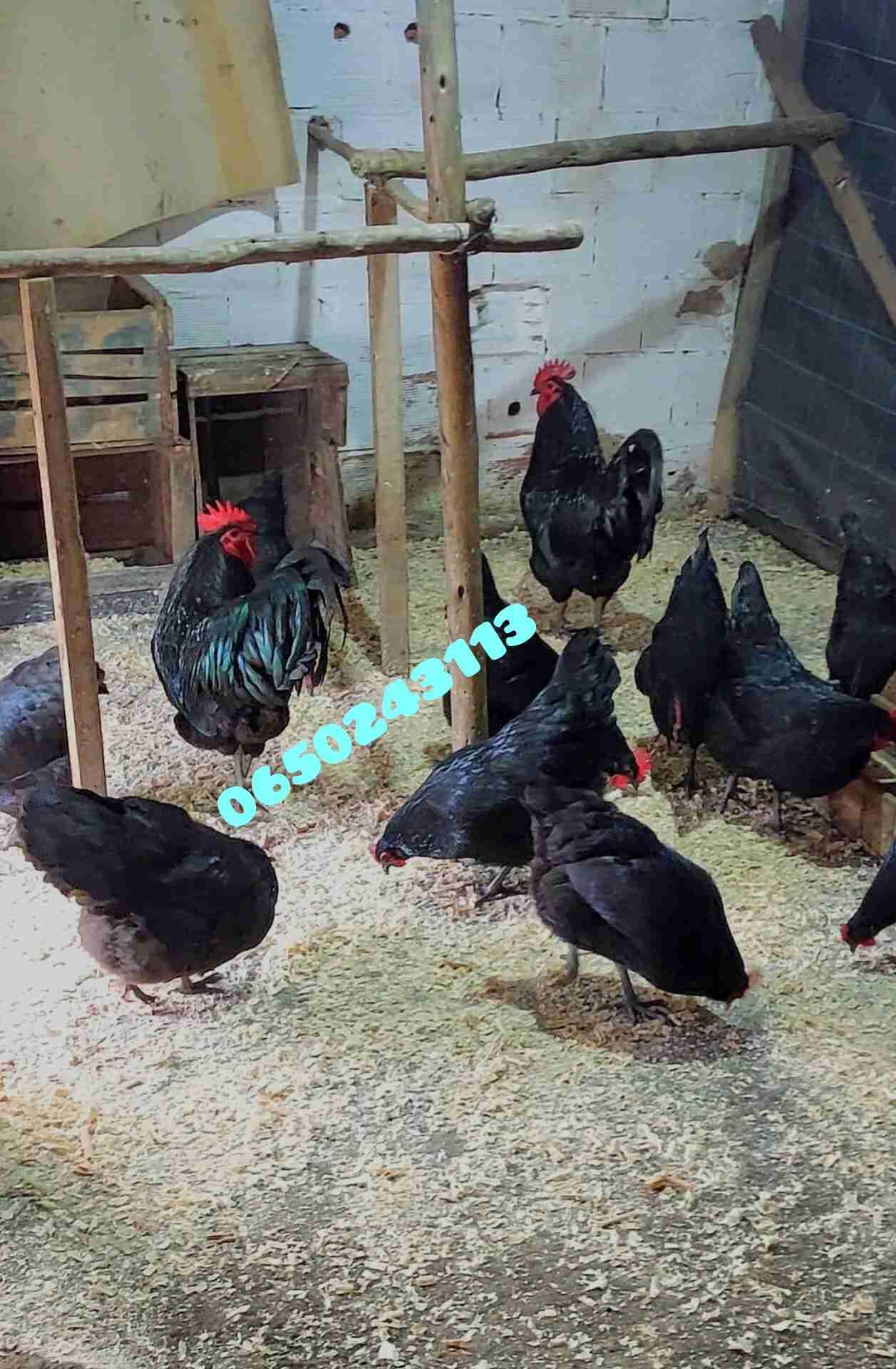 خصوبة عالية بشهادة الزبناء والحمد لله ❤️، من جديد نوفر لكم بيض 🥚مخصب الأسترالوب الأسود الملكي🐓 ، دماء نقية بثمن مناسب مع امكانية الإرسال  لجميع المدن مرحبا0650243113
