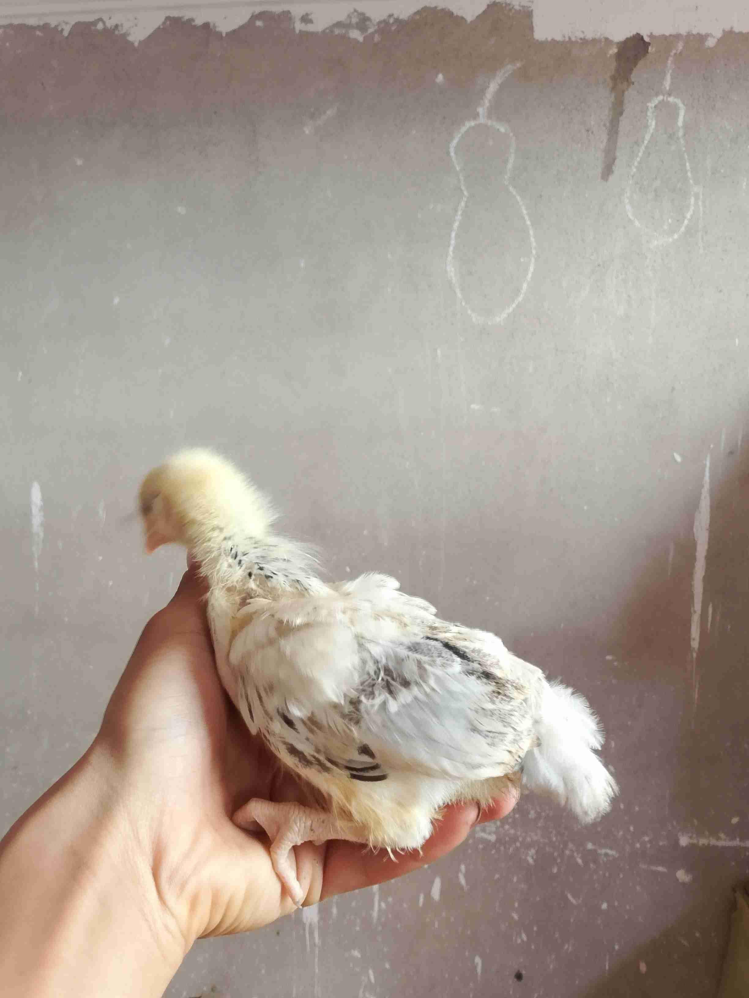 مراكش