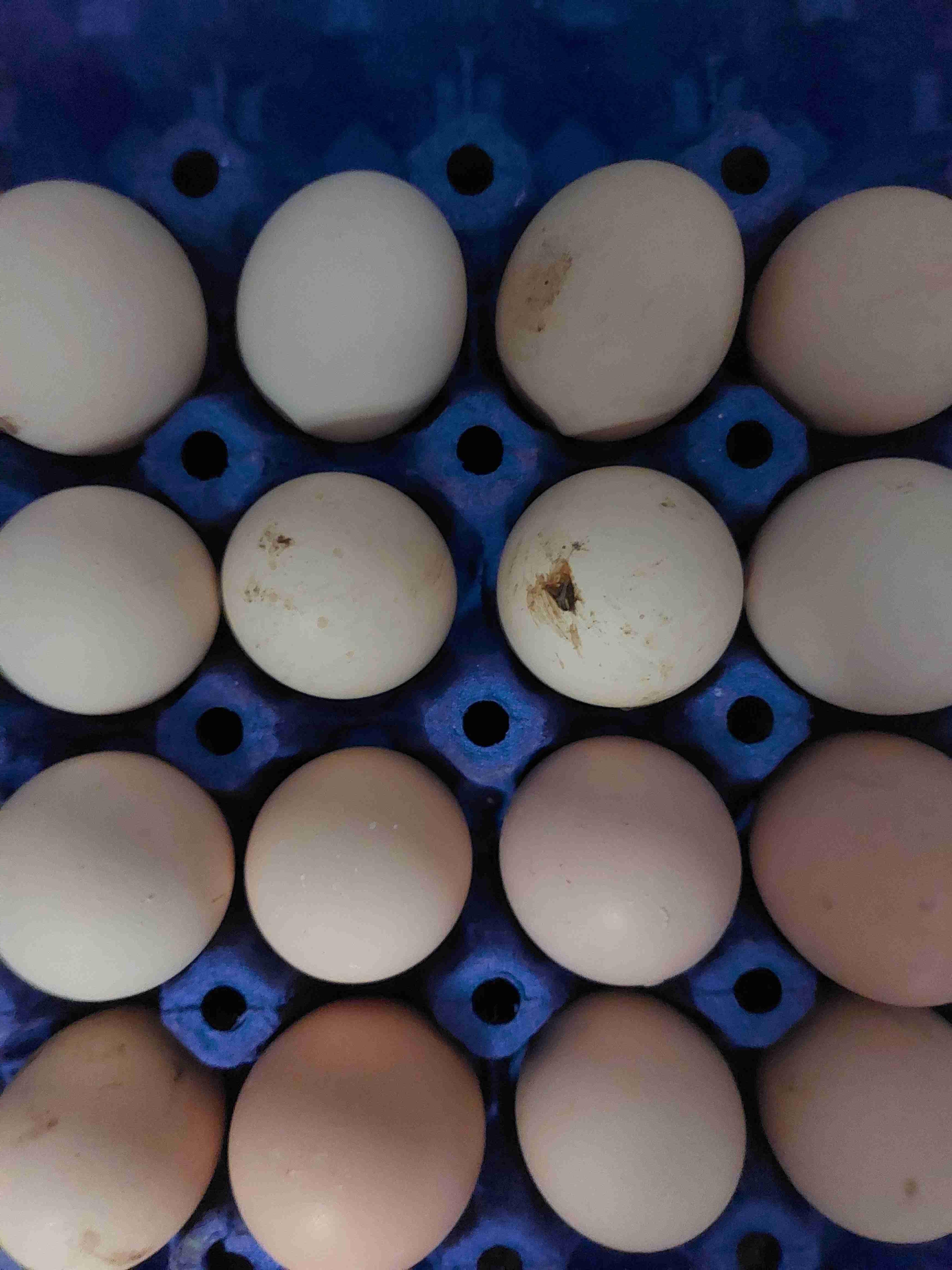 متوفر بإذن الله بيض🥚 مخصب الأسترالوب الأسود الملكي🐓 خصوبة عالية و الإرسال متوفر لجميع المدن 0650243113☎️