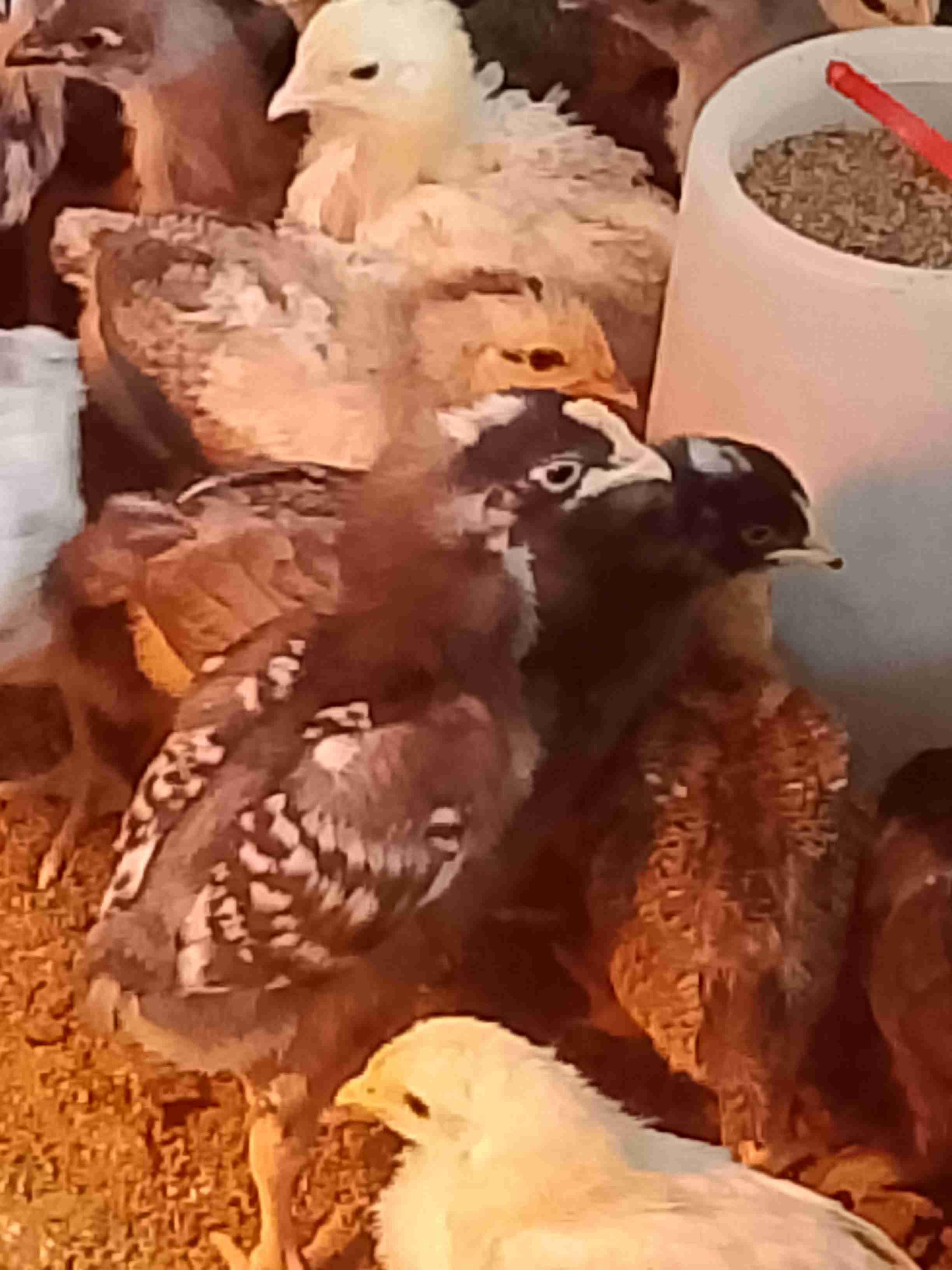 مراكش