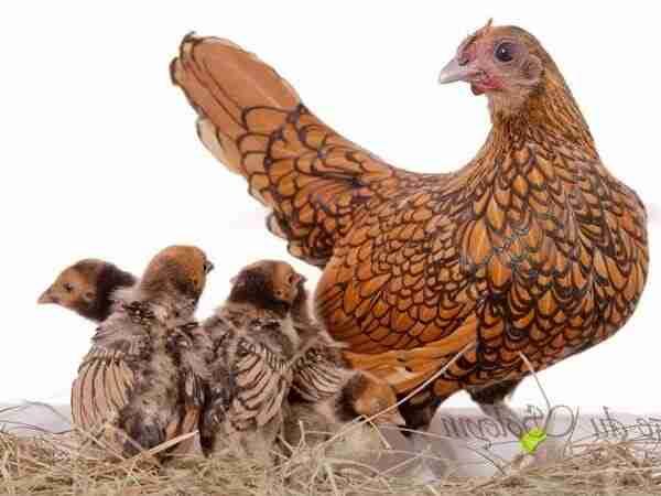 دجاج زينة 🐔