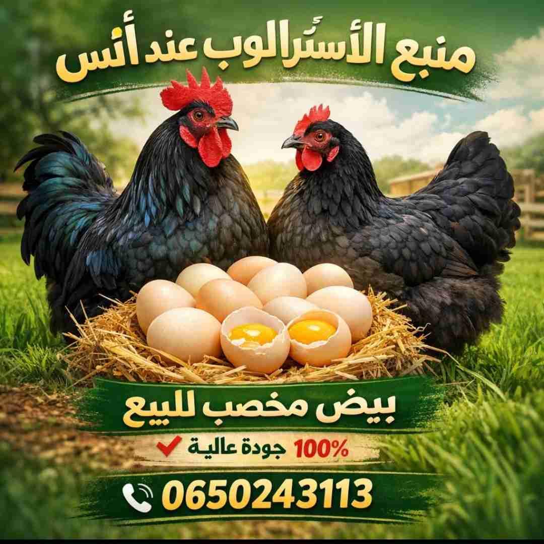 متوفر الإرسال مرحبا❤️
