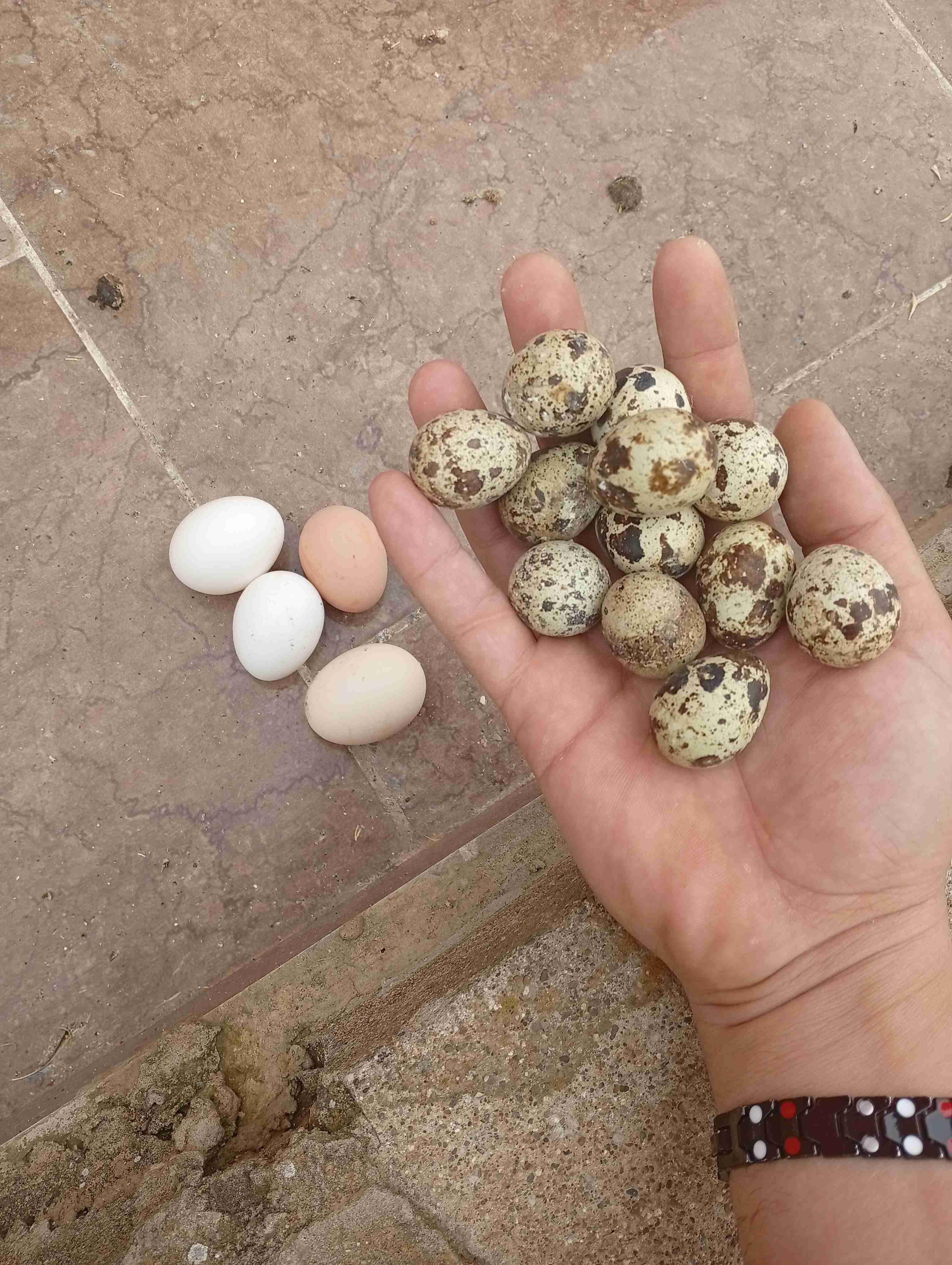 بيض السمان مخصب