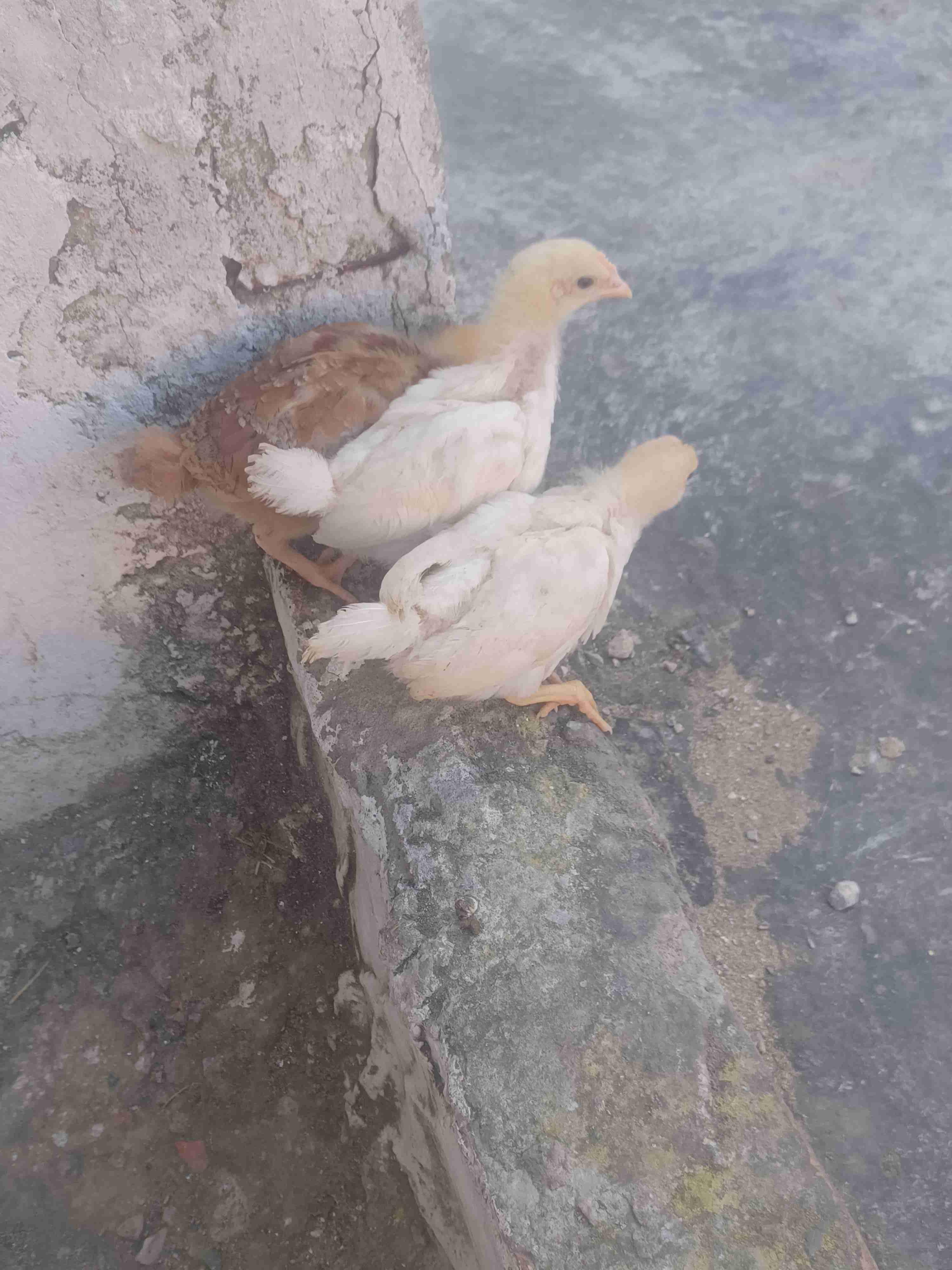 العرائس