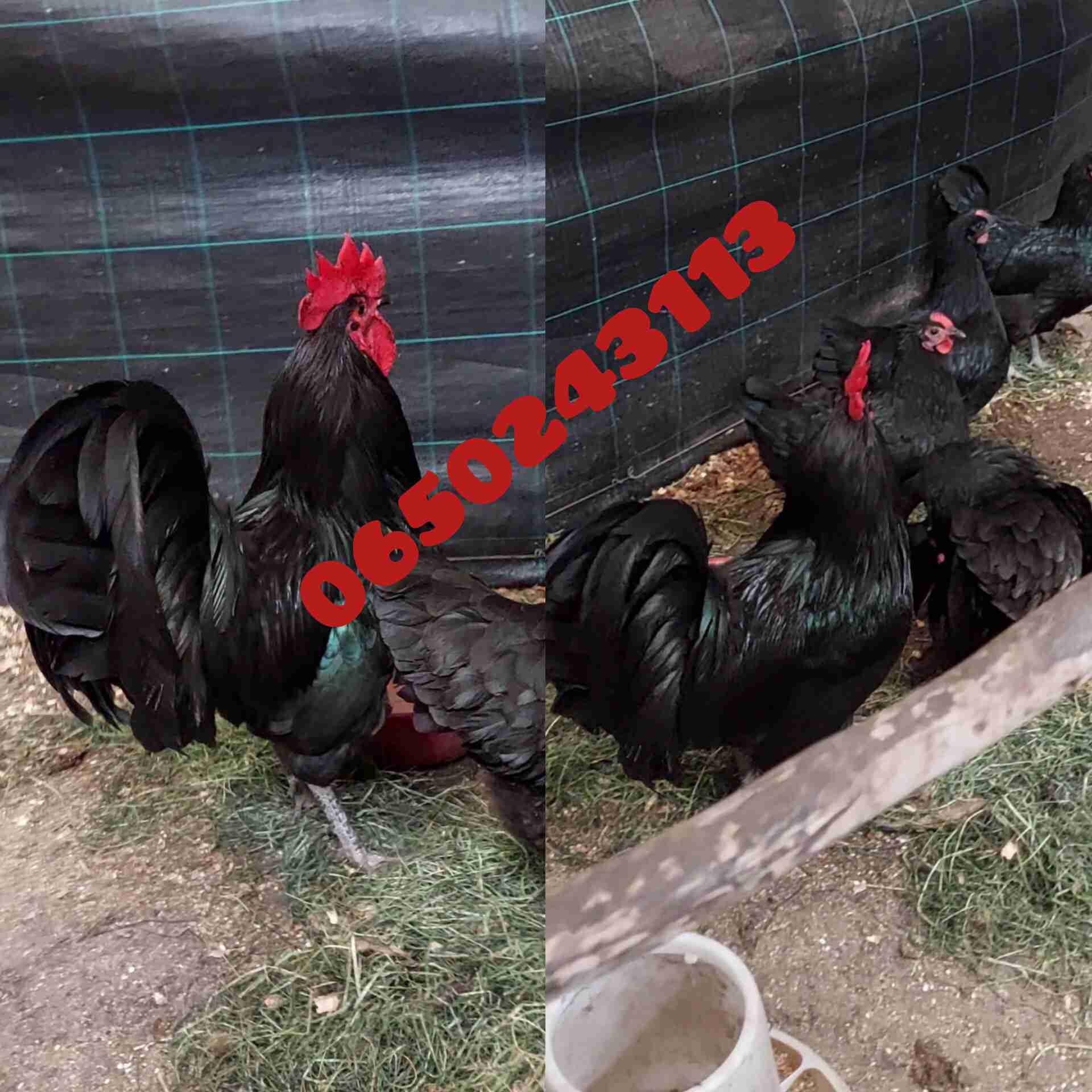✅️متوفر بإذن الله بيض الأسترالوب الأسود الملكي✅️دماء نقية✅️خصوبة ممتازة بشهادة الزبناء والحمد لله✅️التوصيل متوفر لجميع المدن✅️واتساب 0650243113
