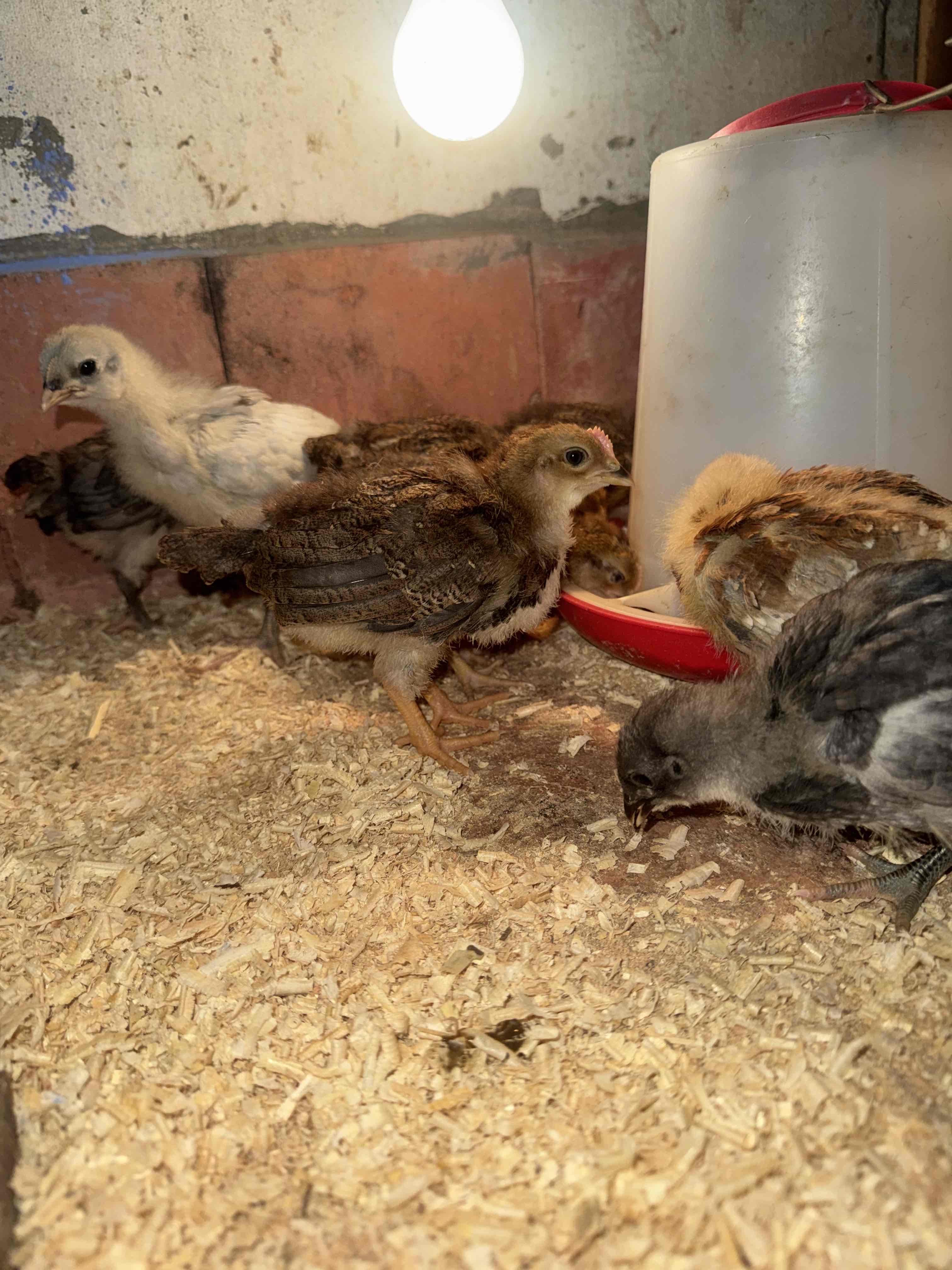 متوفر كتاكيت 🐥 ليجورن أسترالوب و الفرنسي