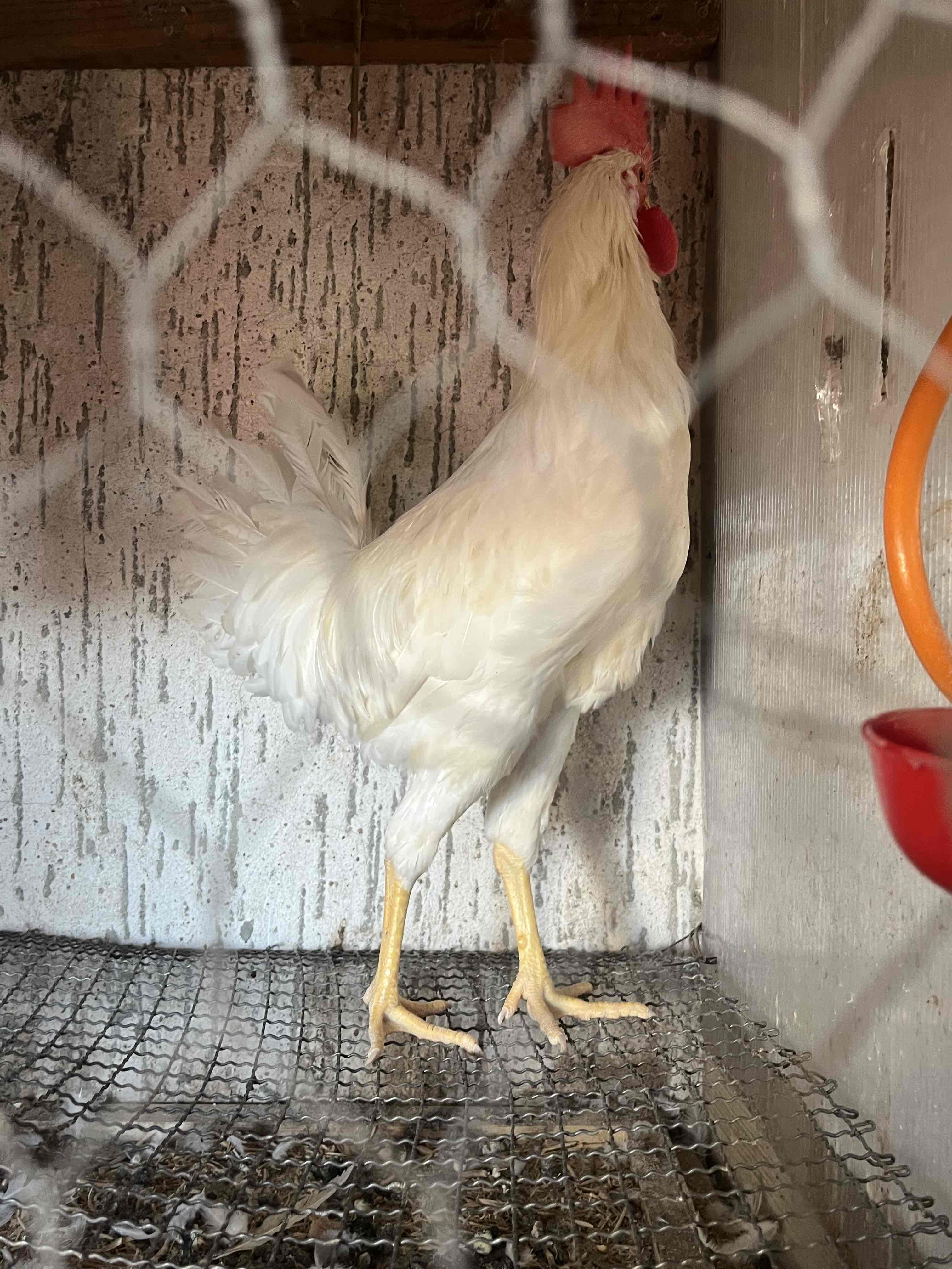 0661852854ديوك الليجورن