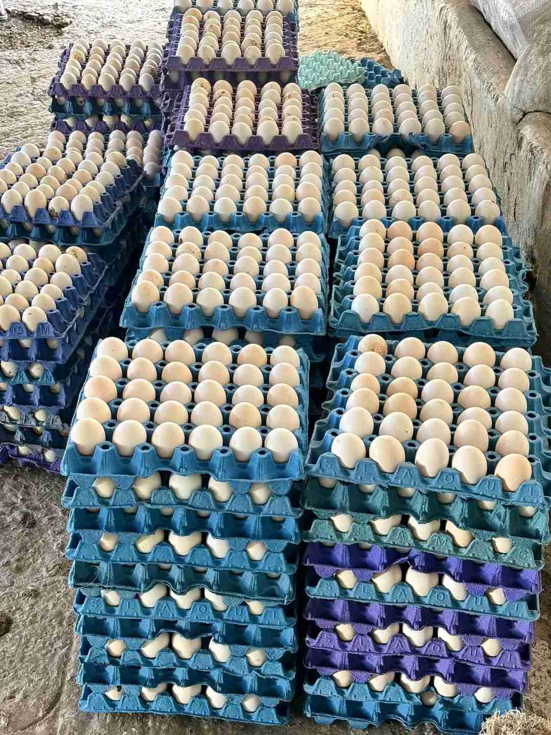 مريرت خنيفرة