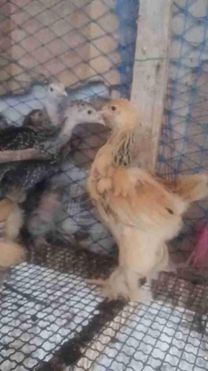 ةقلعة سراغنة
