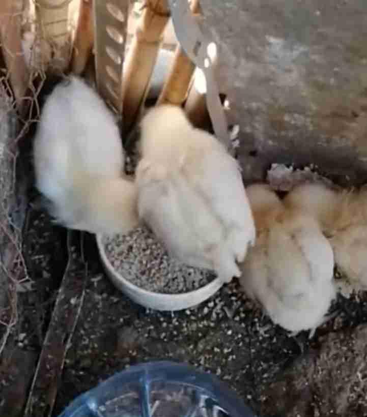 مدينة الجديدة