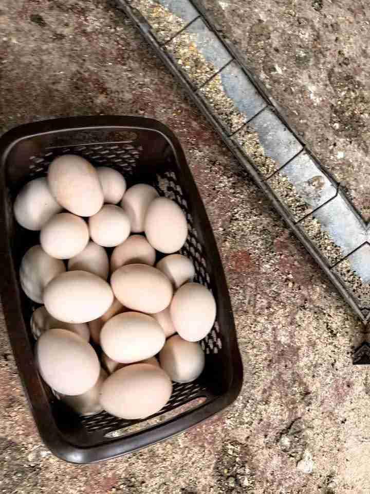 بيض مخصب