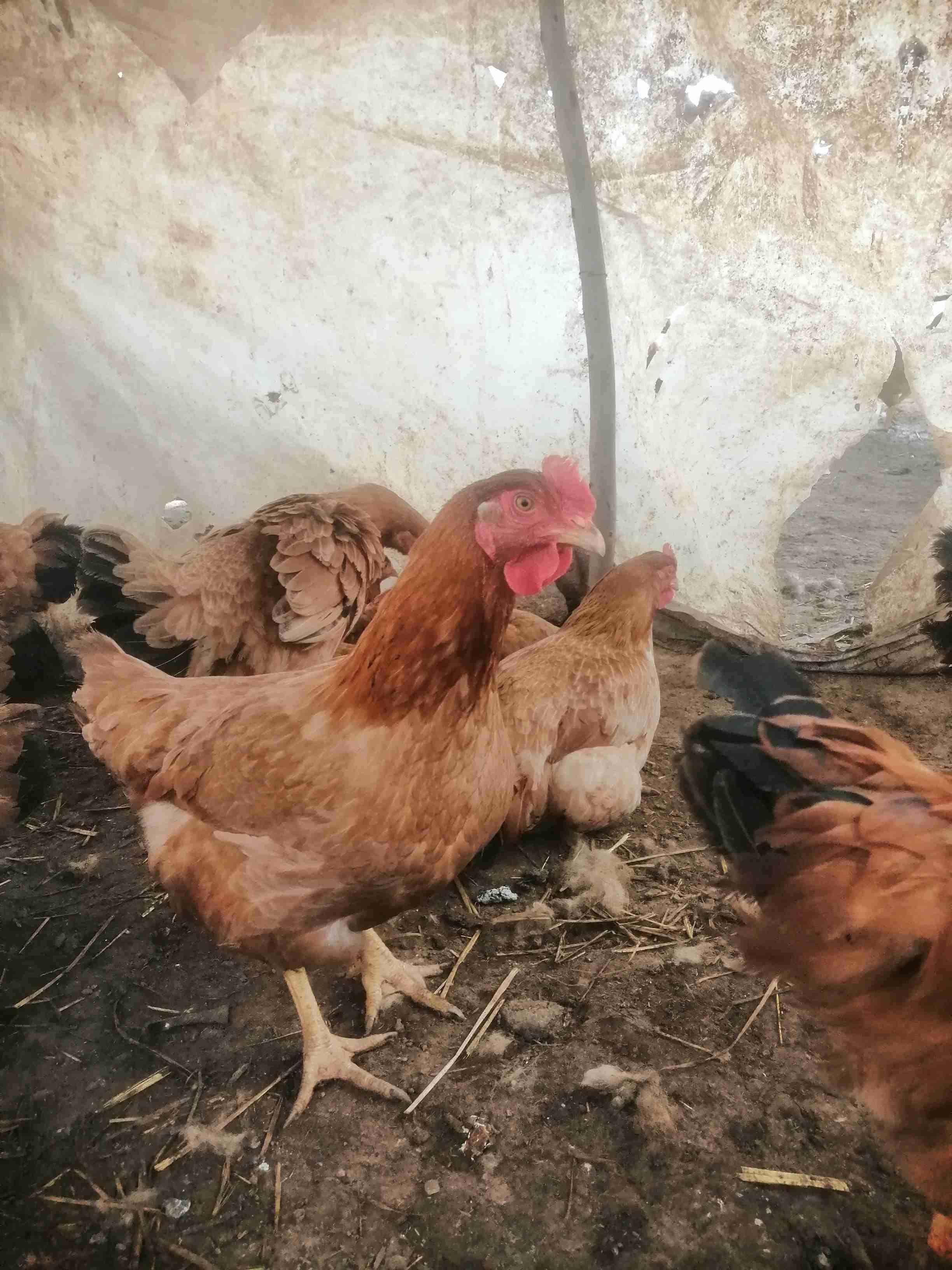 دجاجة الساسو