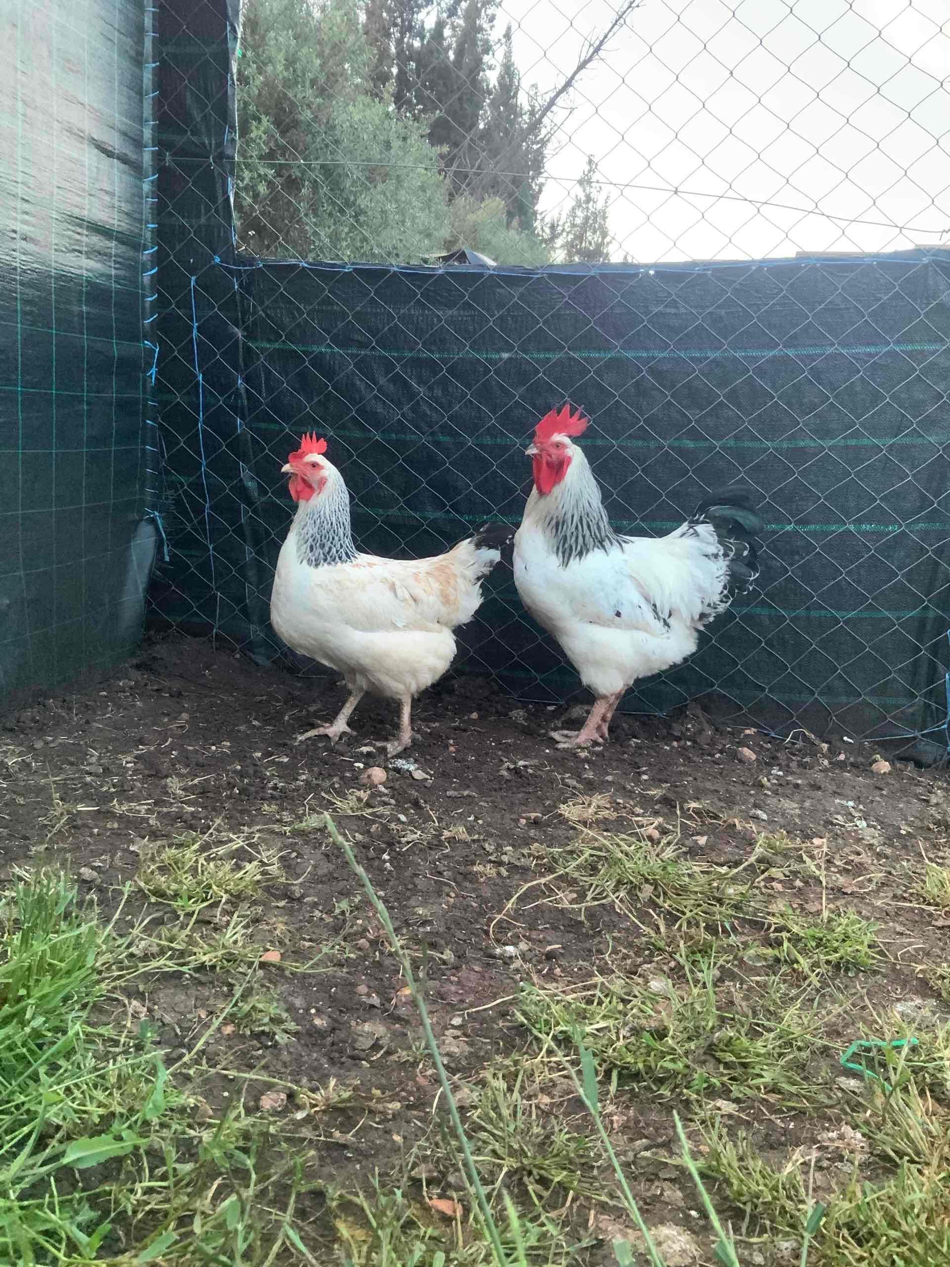 🥚 بيض مخصب بجودة عاليه 👌🏽