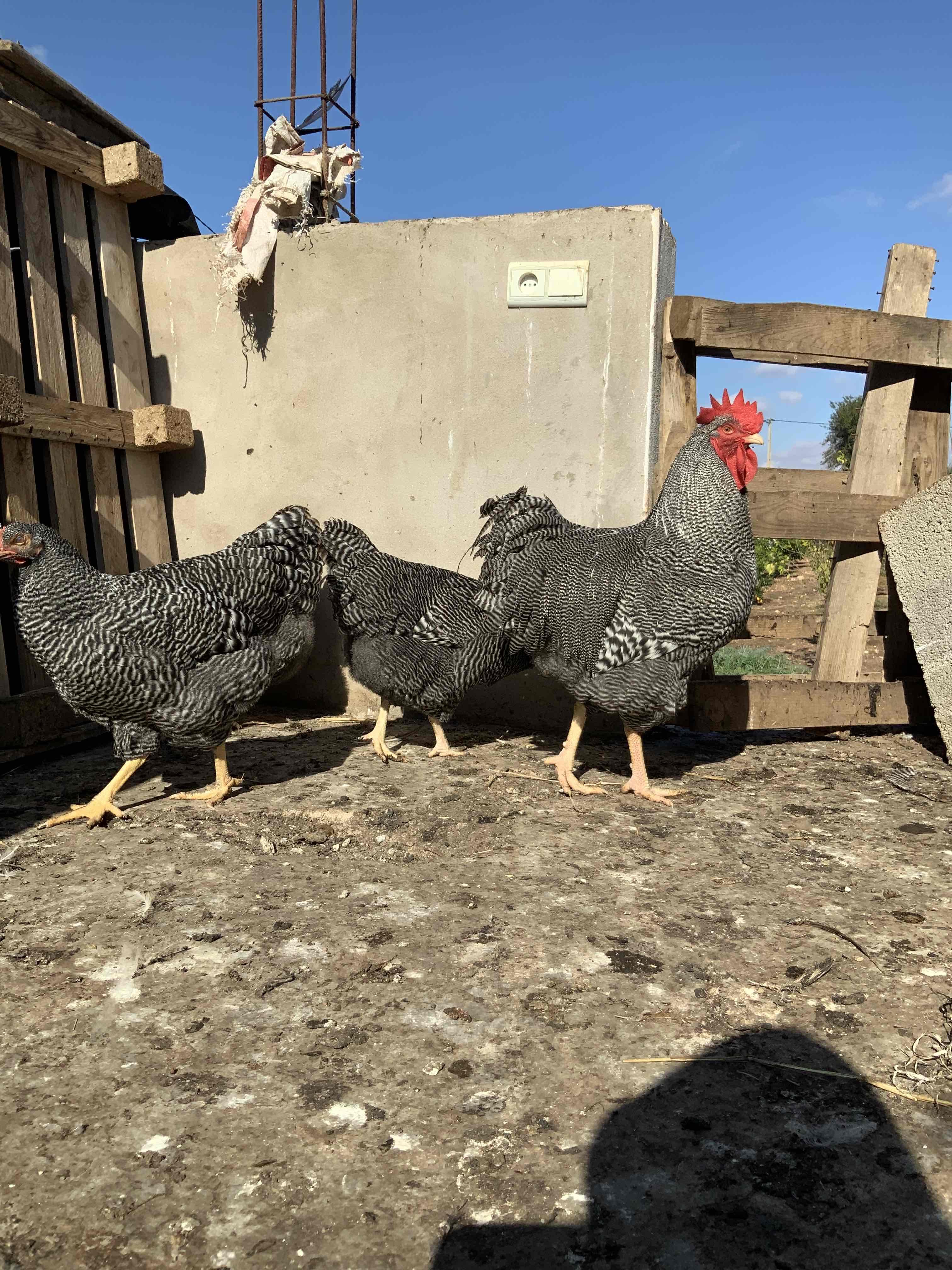 🥚 بيض مخصب بجودة عاليه