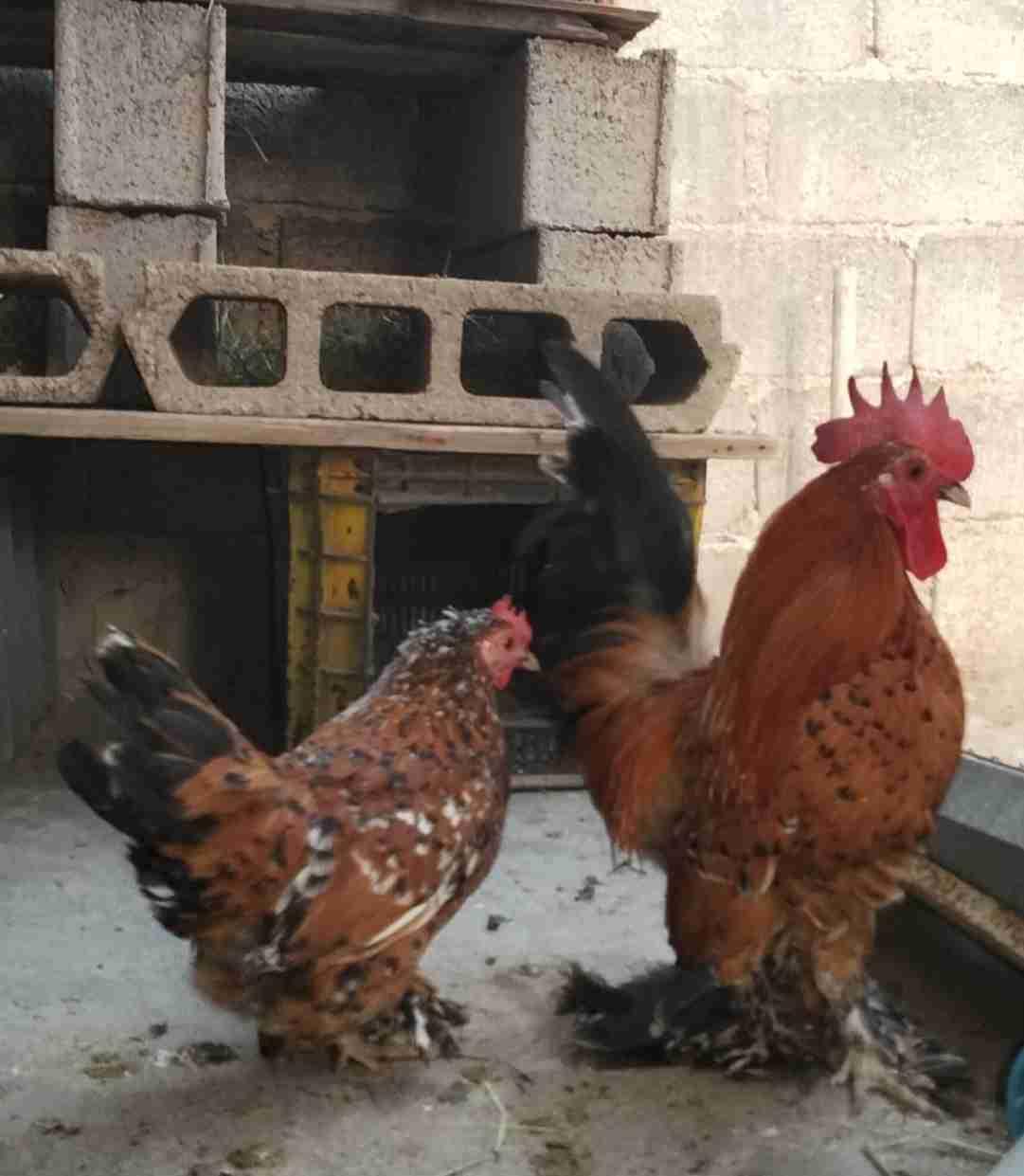 كوبلا سبل بوت