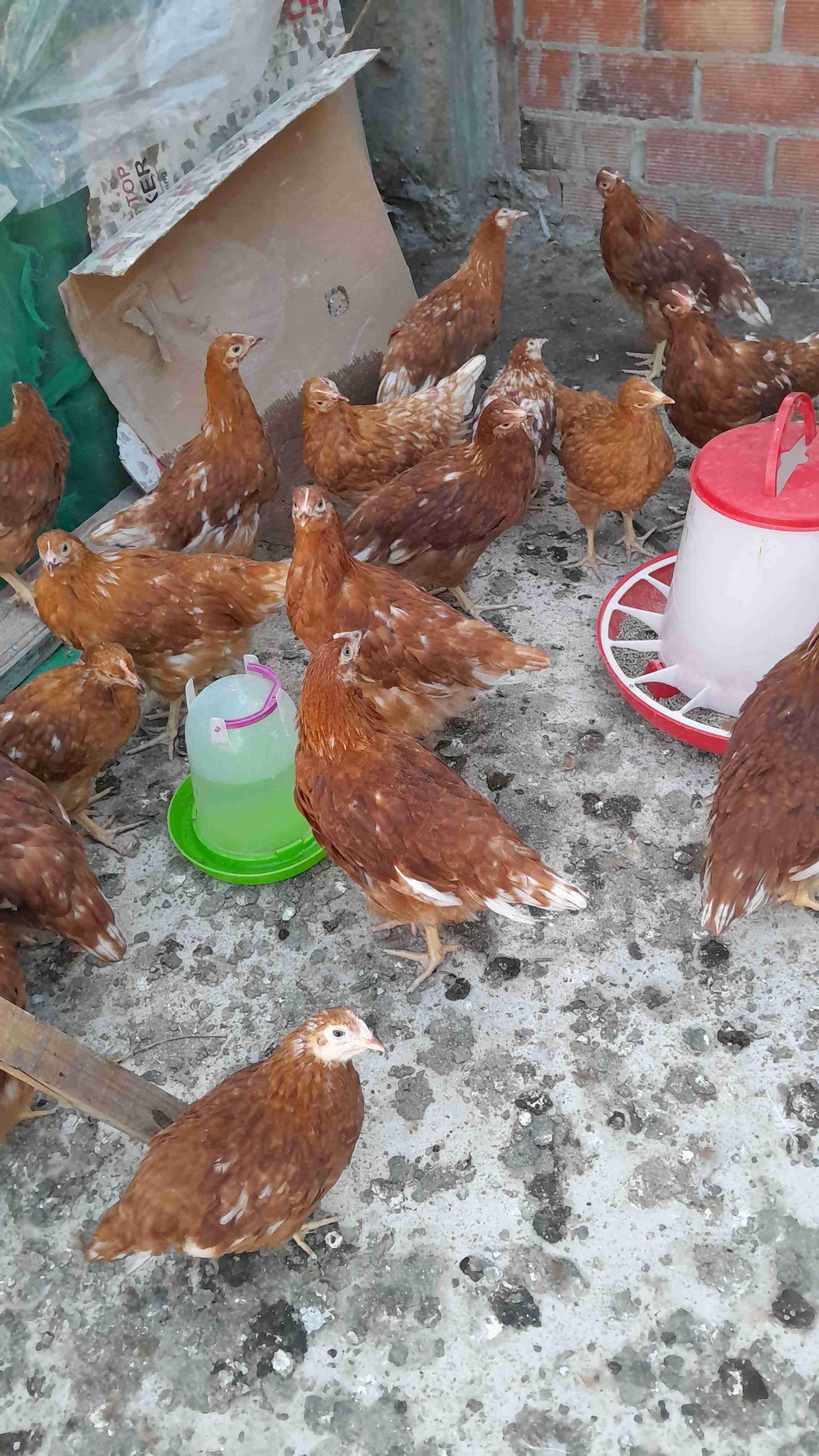 دجاج أزبرارون 🐔3 شهور ونص ✔️مزيان وصحي 💯لي بغا يتواصل مرحبا 📩