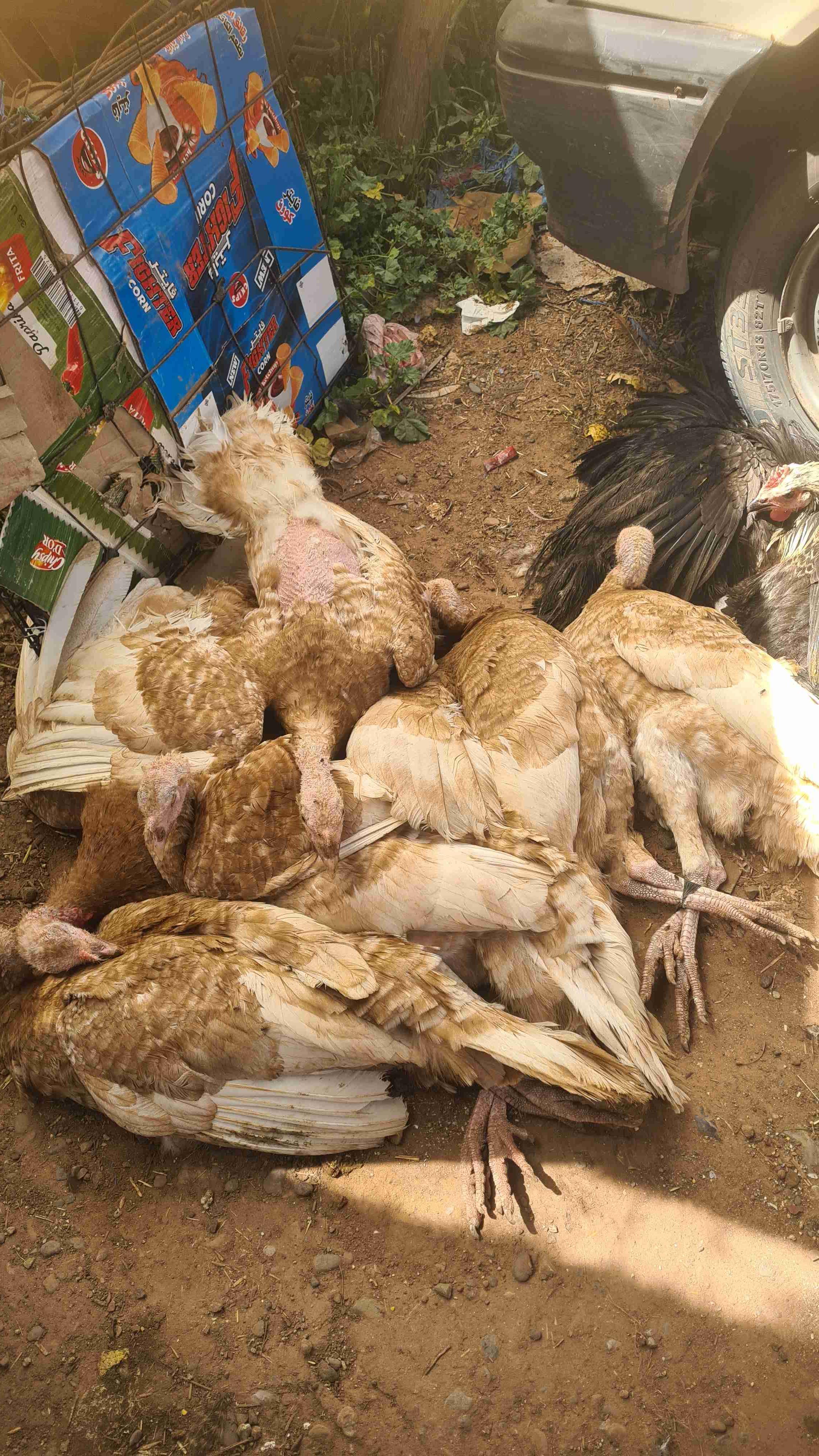 بيبي